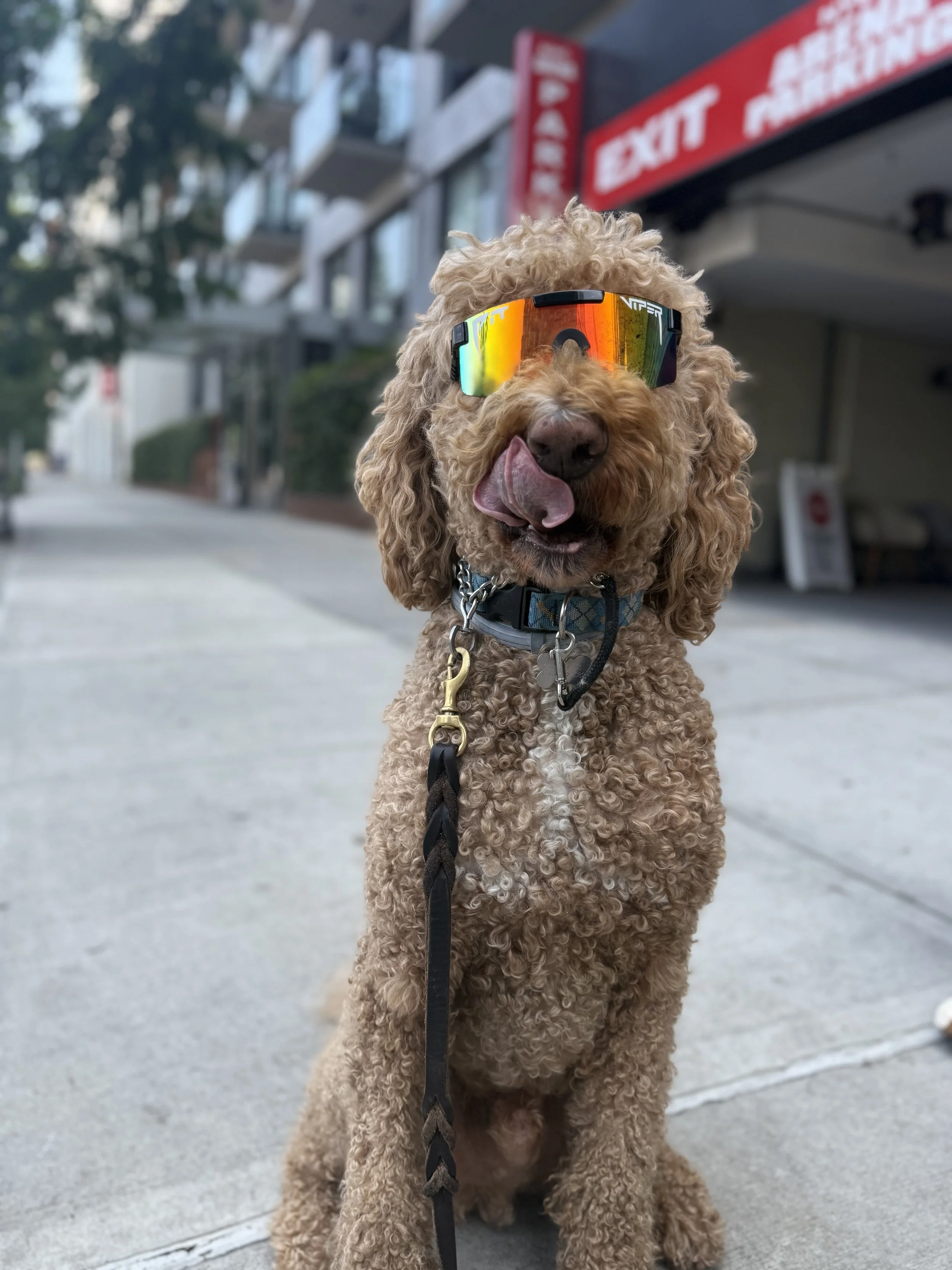 A curly-haired dog wearing reflective sunglasses and a collar, sitting on a sidewalk in an urban area.