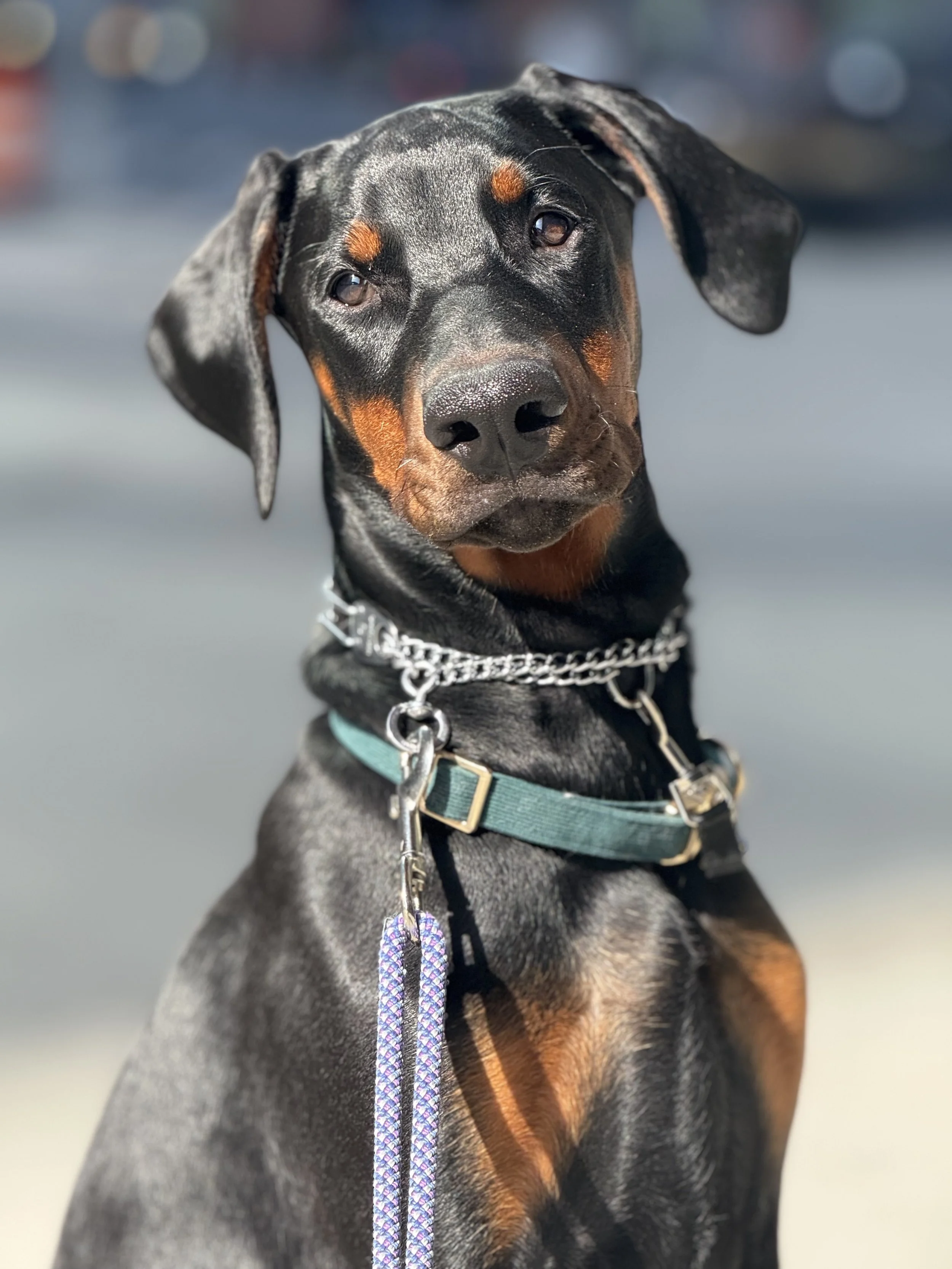 Close-up of a black and tan Doberman dog with a leash, chain collar, and green harness, looking directly at the camera outdoors.