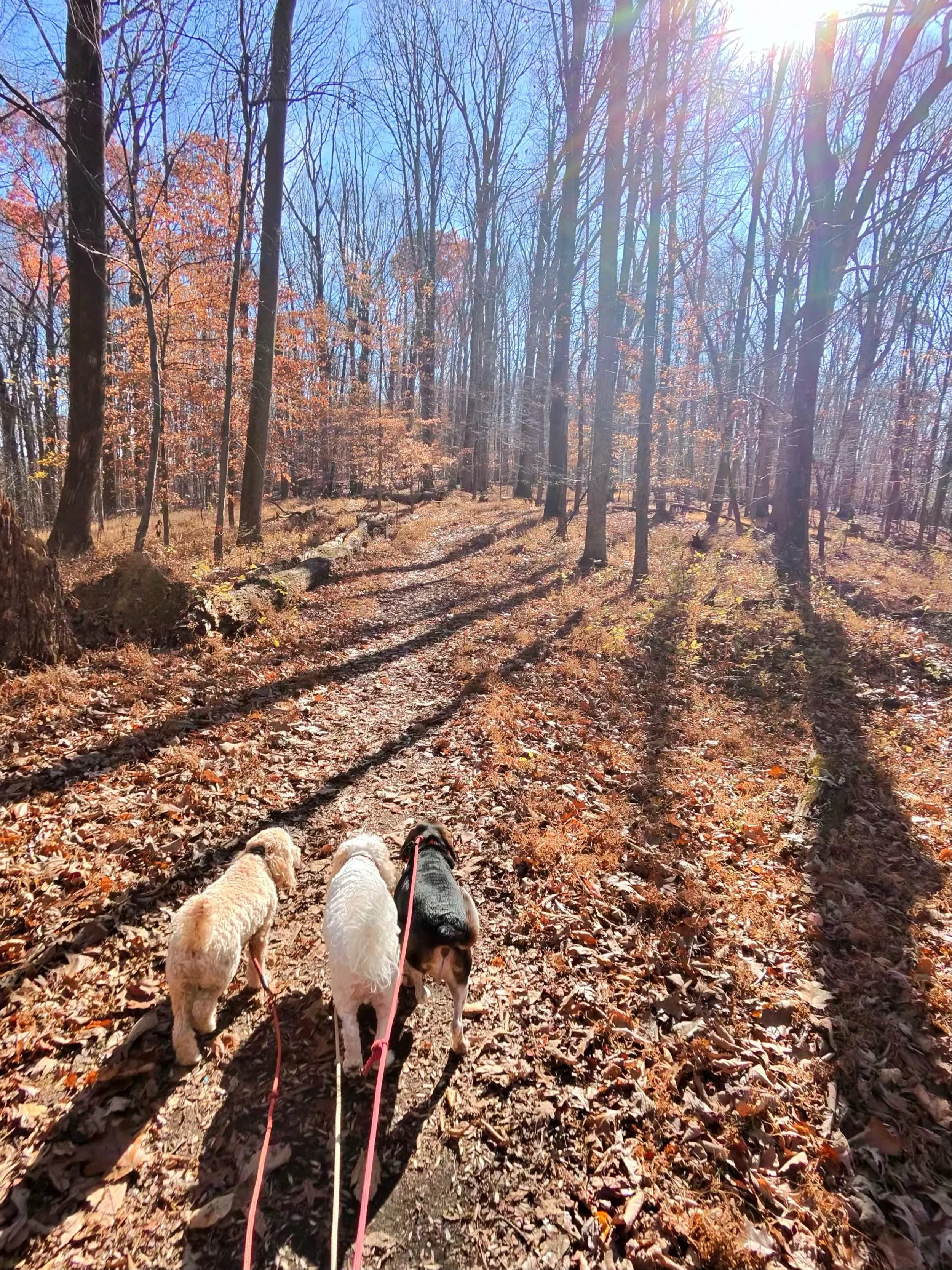 Three dogs on leashes walk along a leaf-covered trail in a wooded area during autumn, with tall trees and sunlight filtering through the branches.