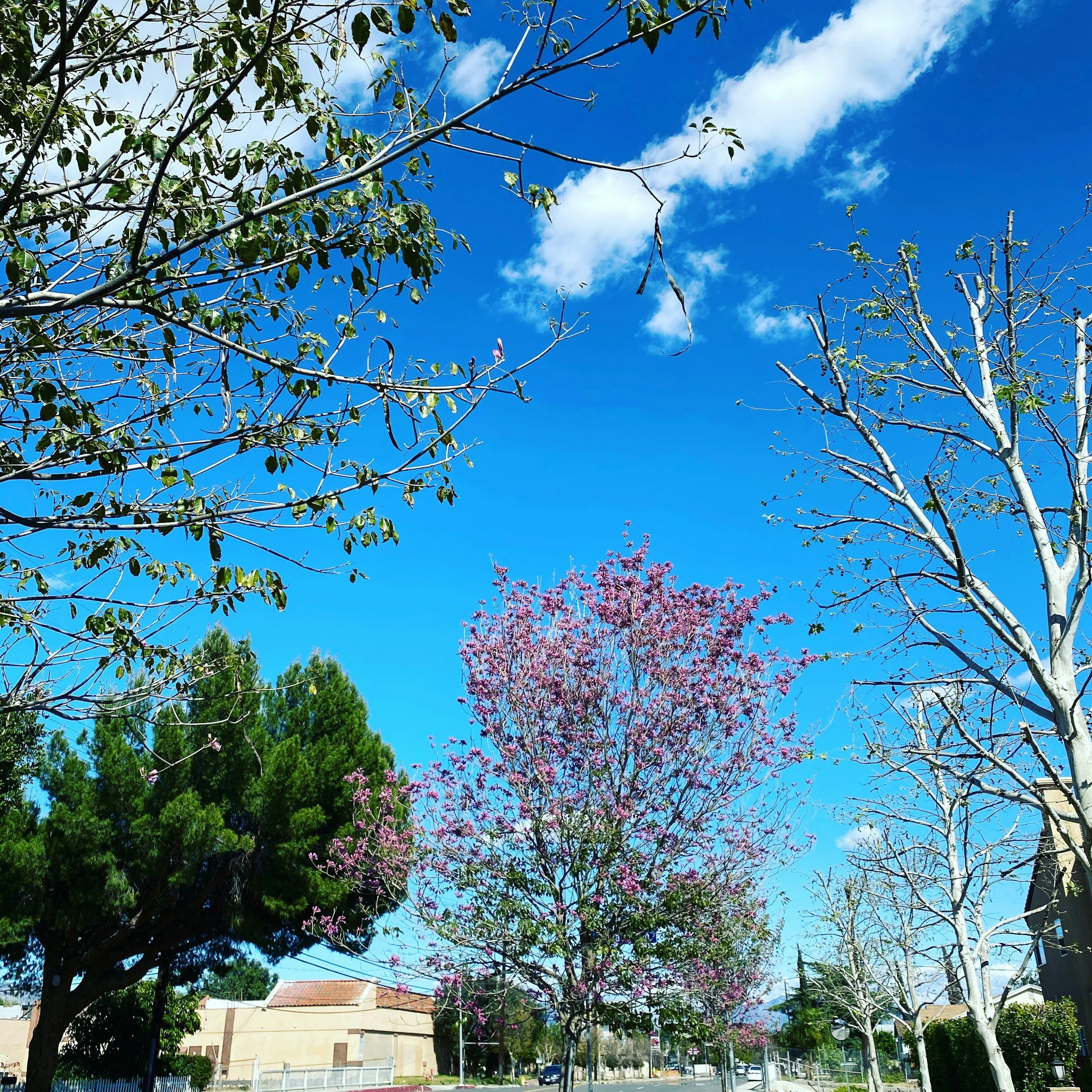 A vibrant blue sky with scattered clouds above a variety of trees, including one with pink blossoms and others with green leaves, in a suburban street setting.