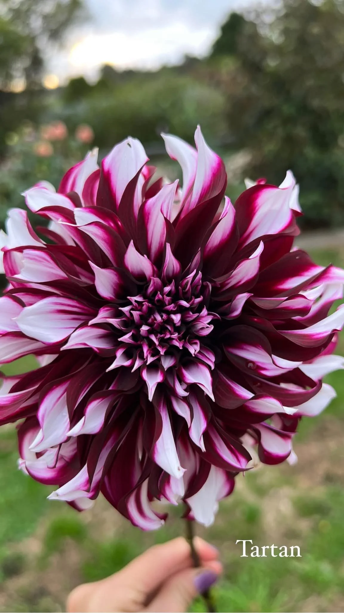 40BA1570-81F0-4B44-847C-0E4A37EE5FA5.jpg