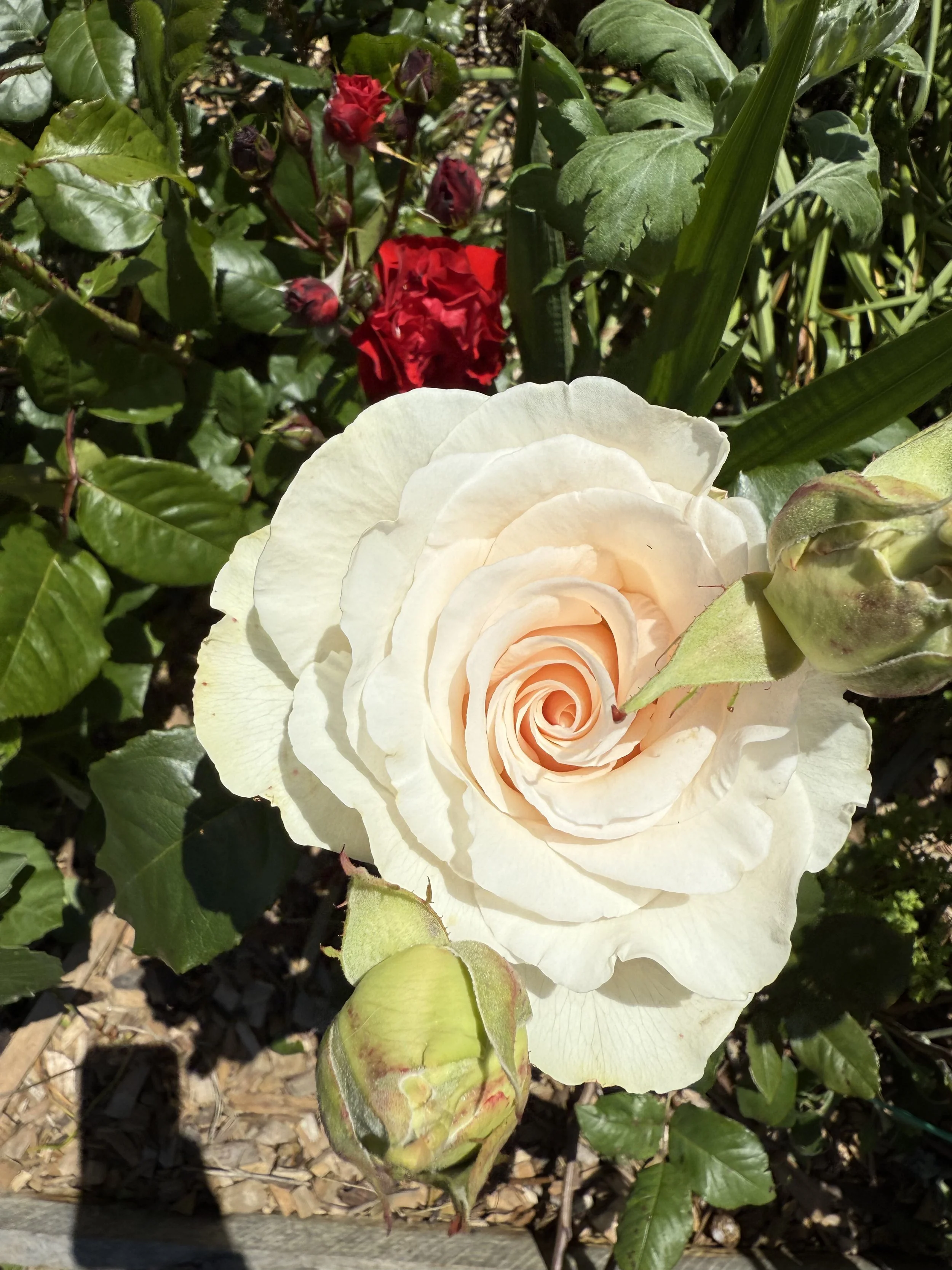 Emely - Hybrid Tea Rose