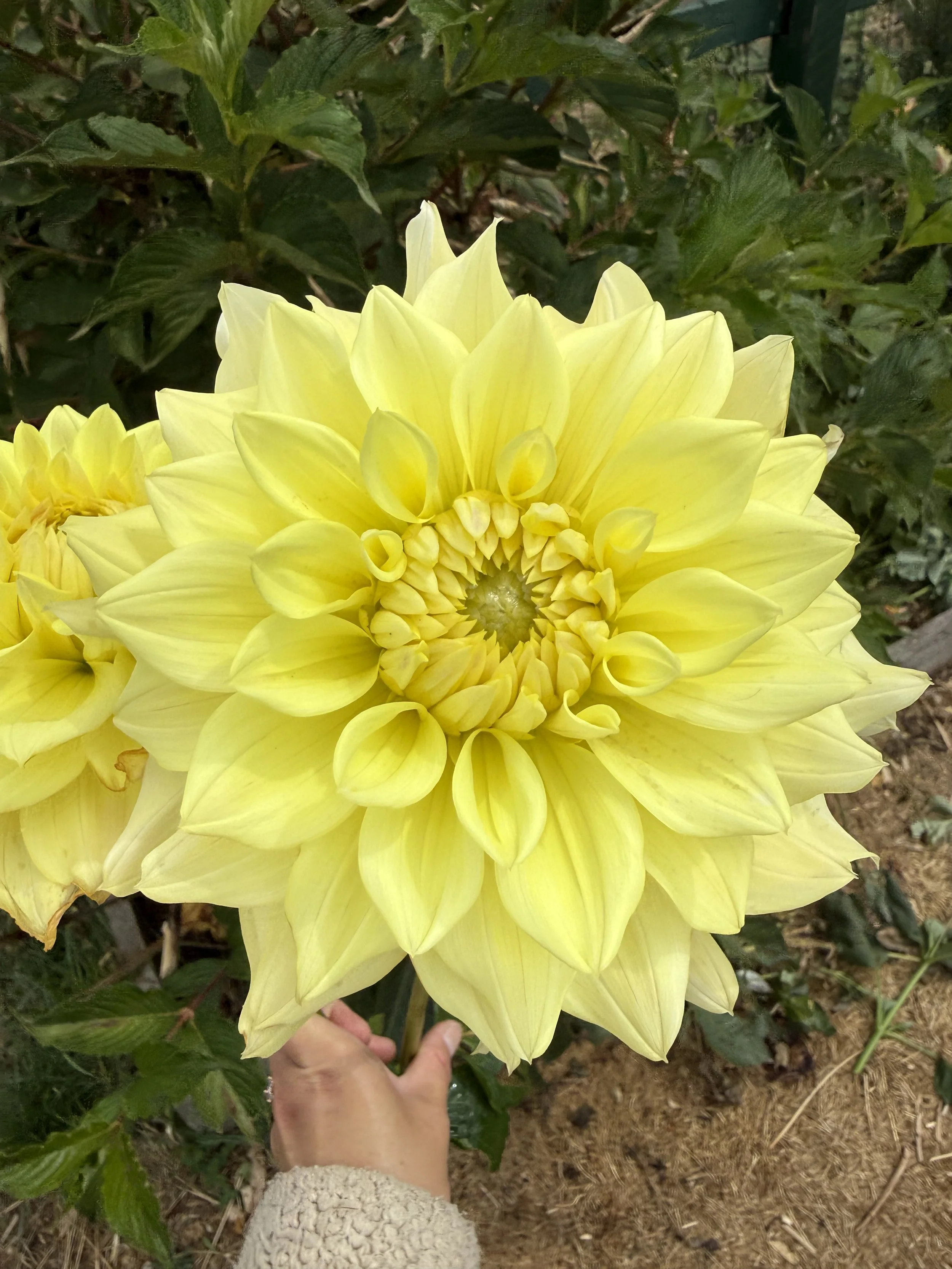 Warraview Paleface