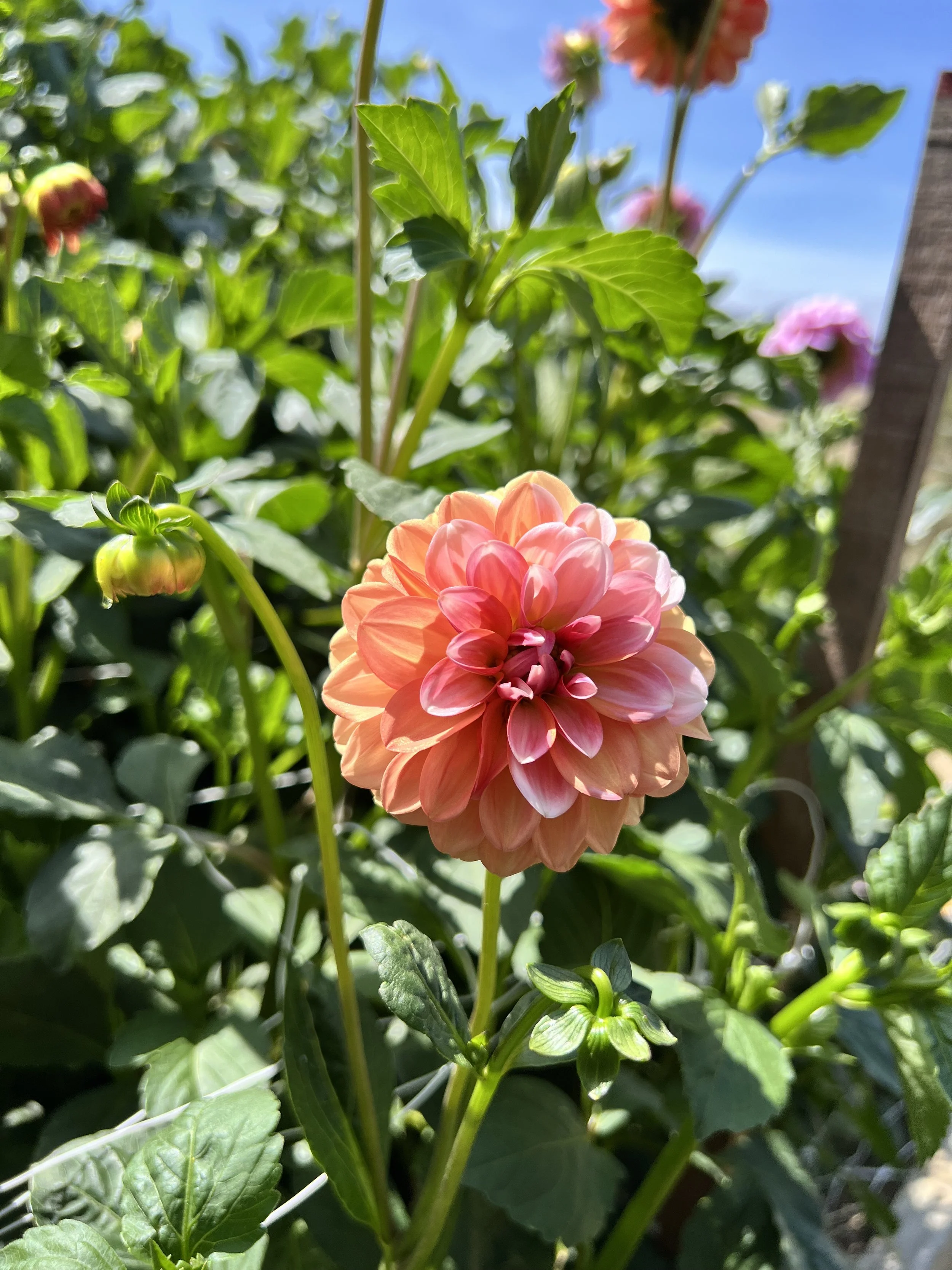 Florelie Angostura