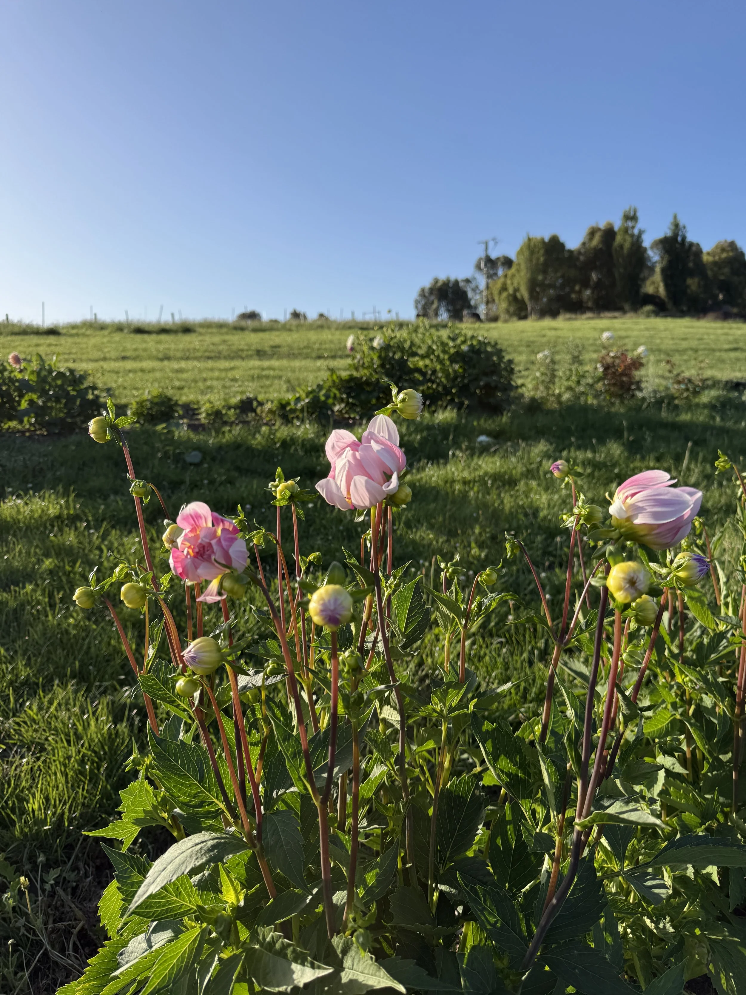 IMG_2809.jpeg