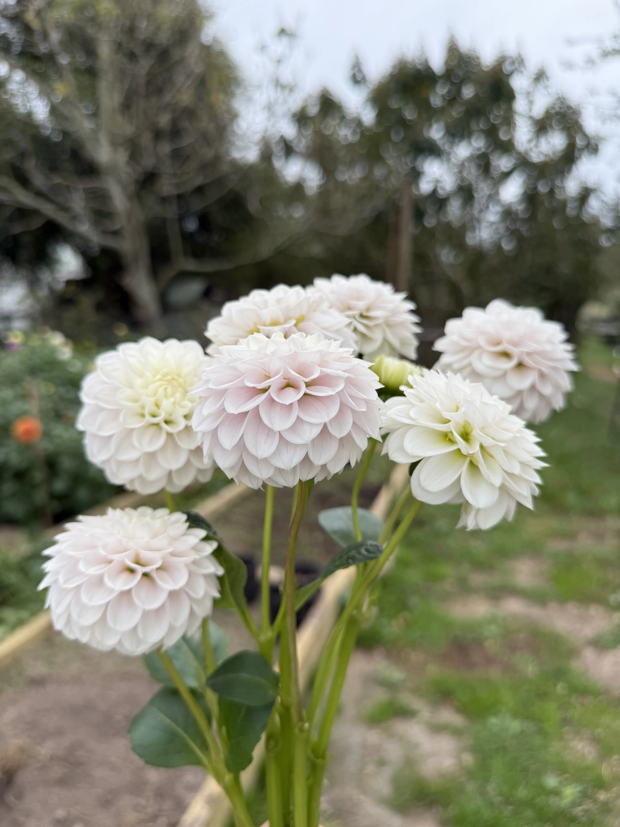 IMG_8980.jpeg