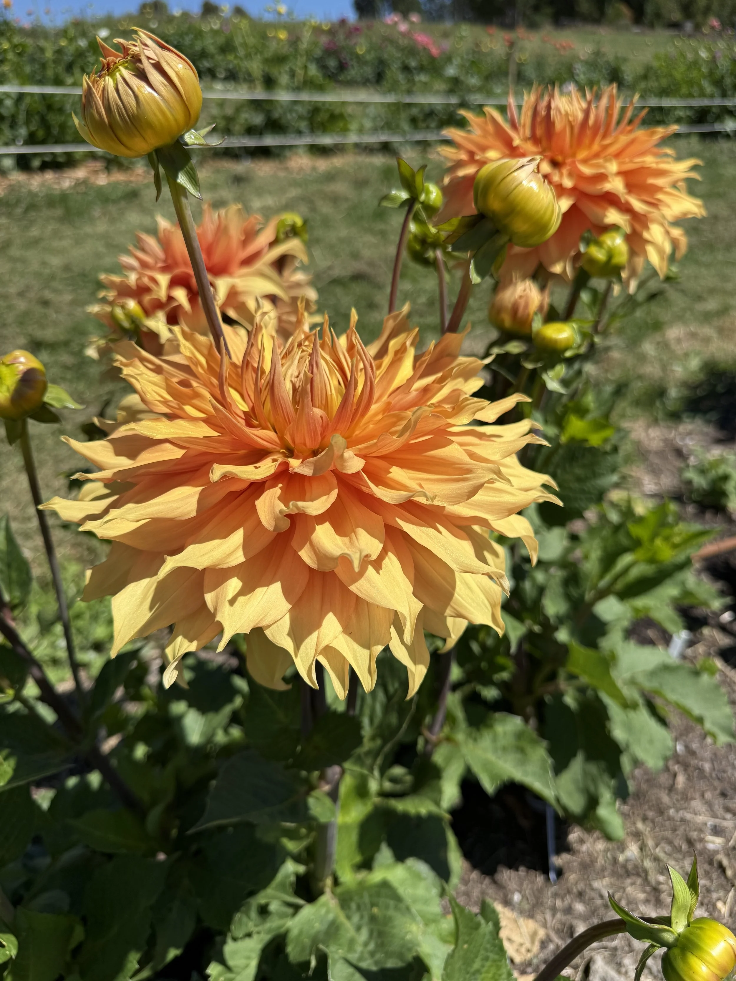 IMG_3197.jpeg