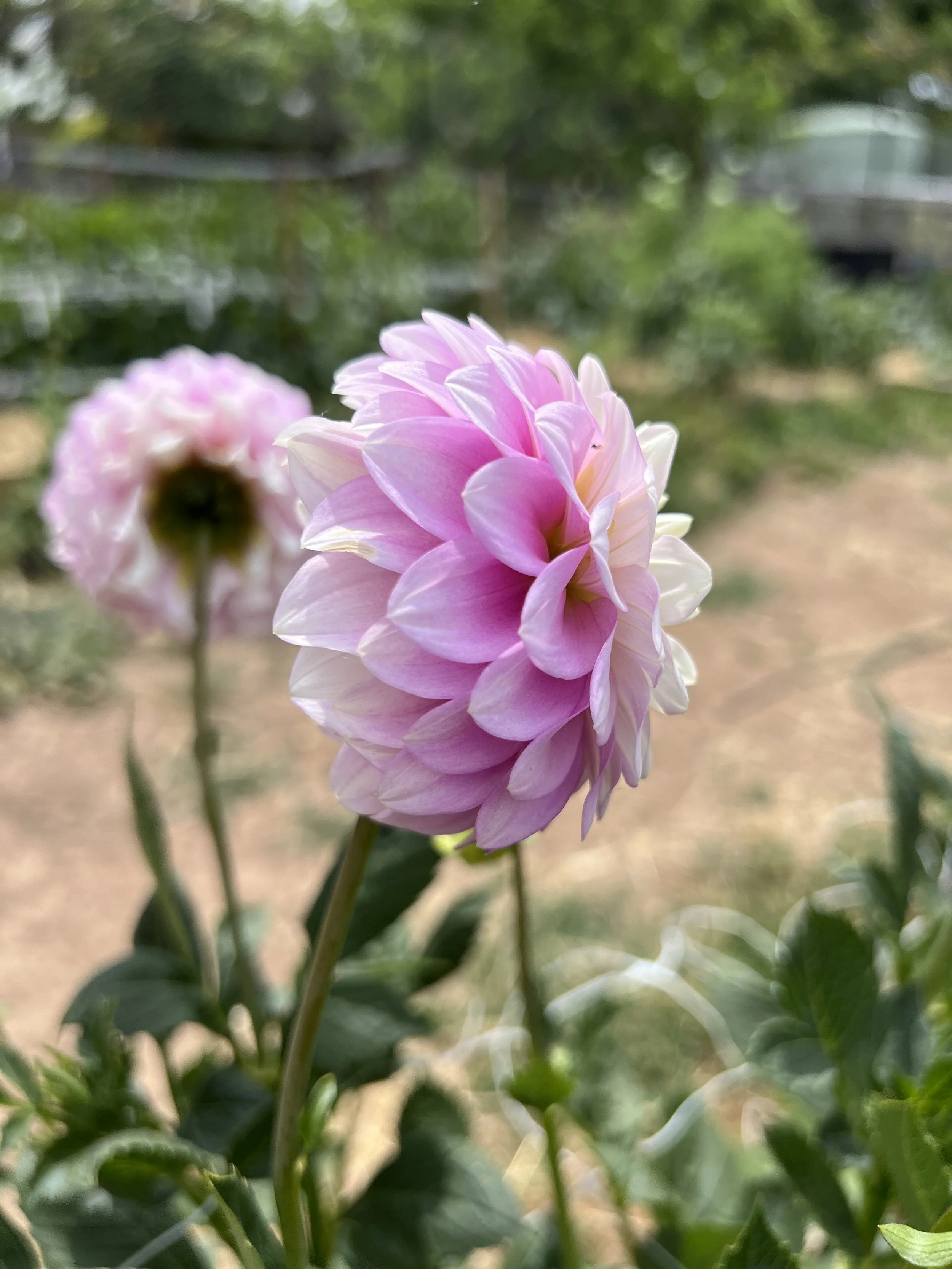 Florelie Tiara