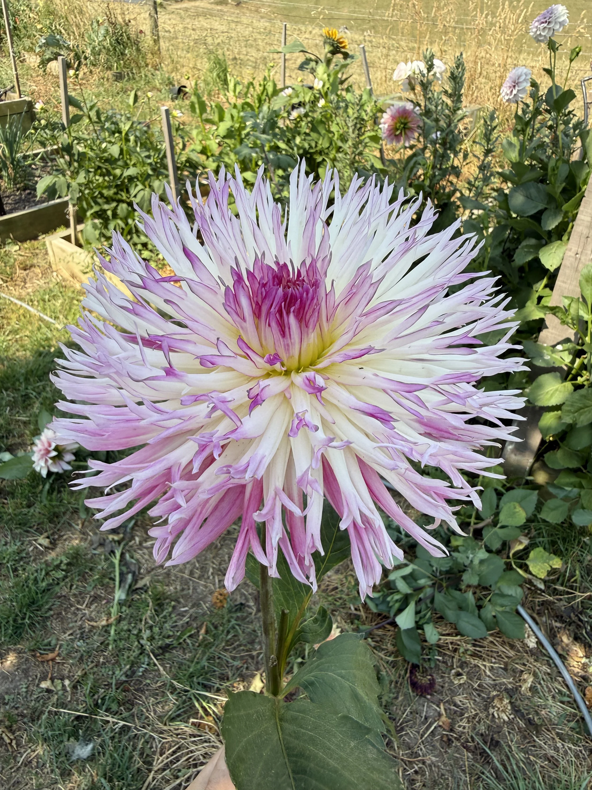 Pinelands Princess