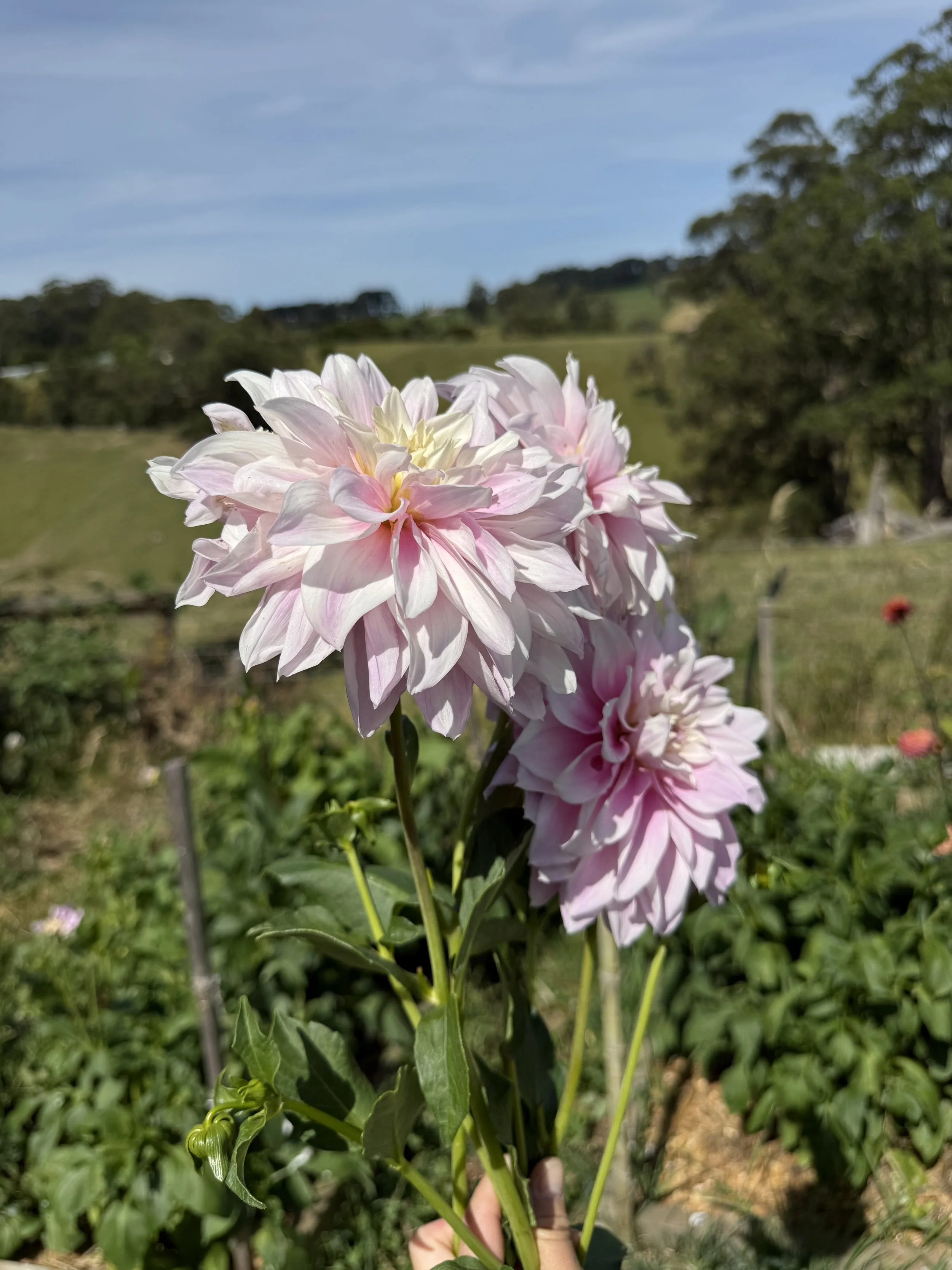 IMG_3034.jpeg