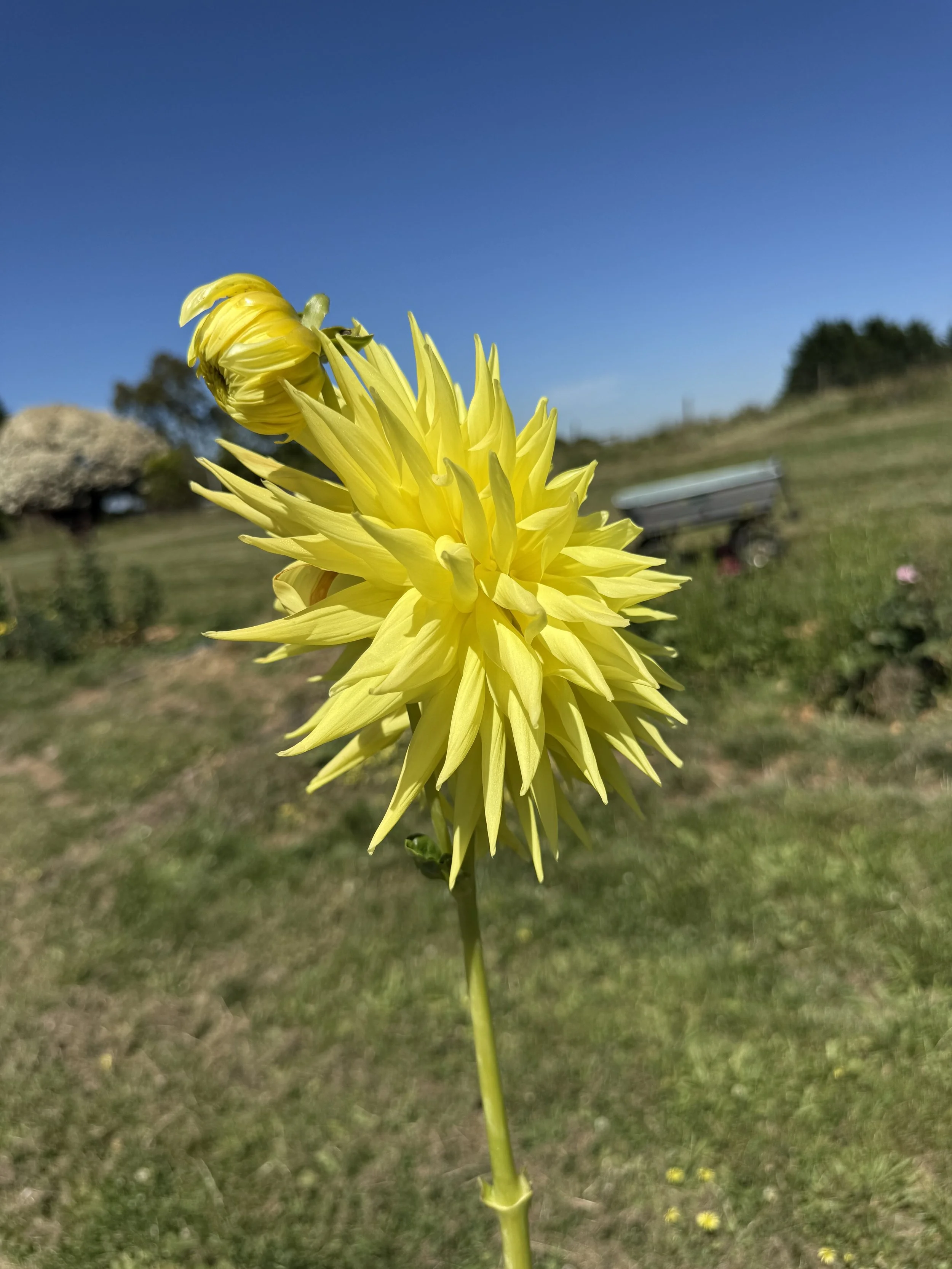 IMG_3183.jpeg