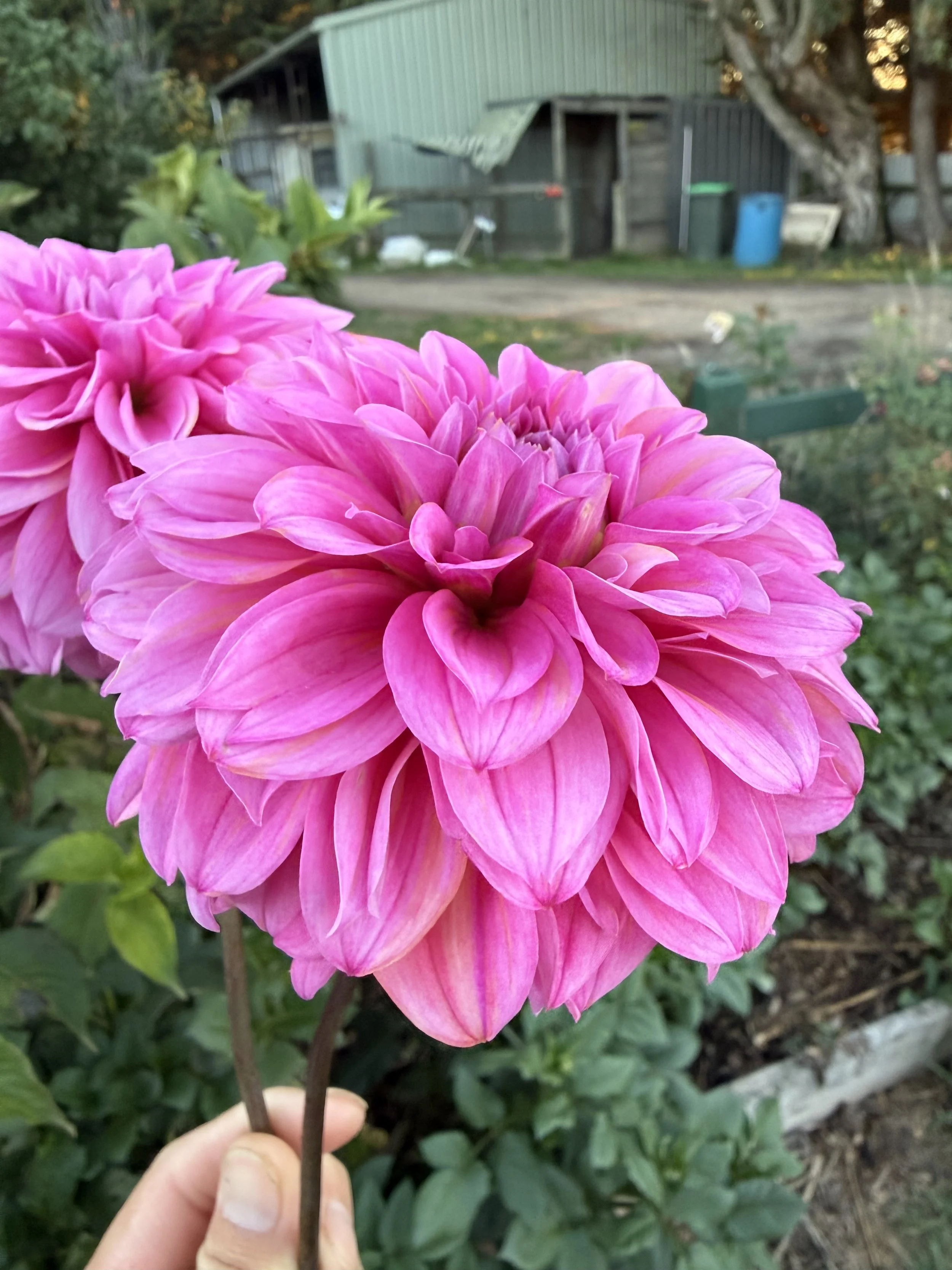 IMG_4576.jpeg