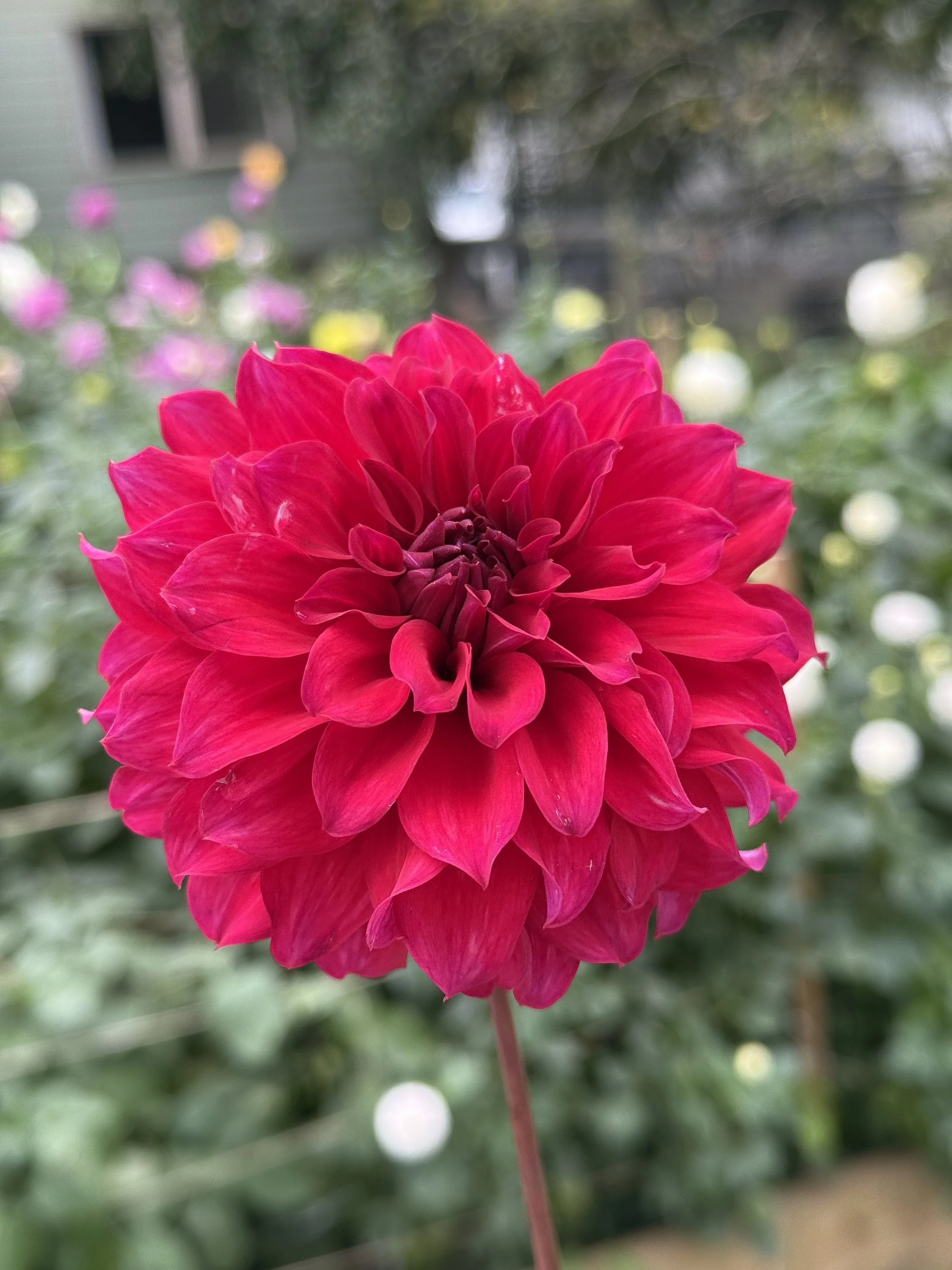 IMG_8974.jpeg