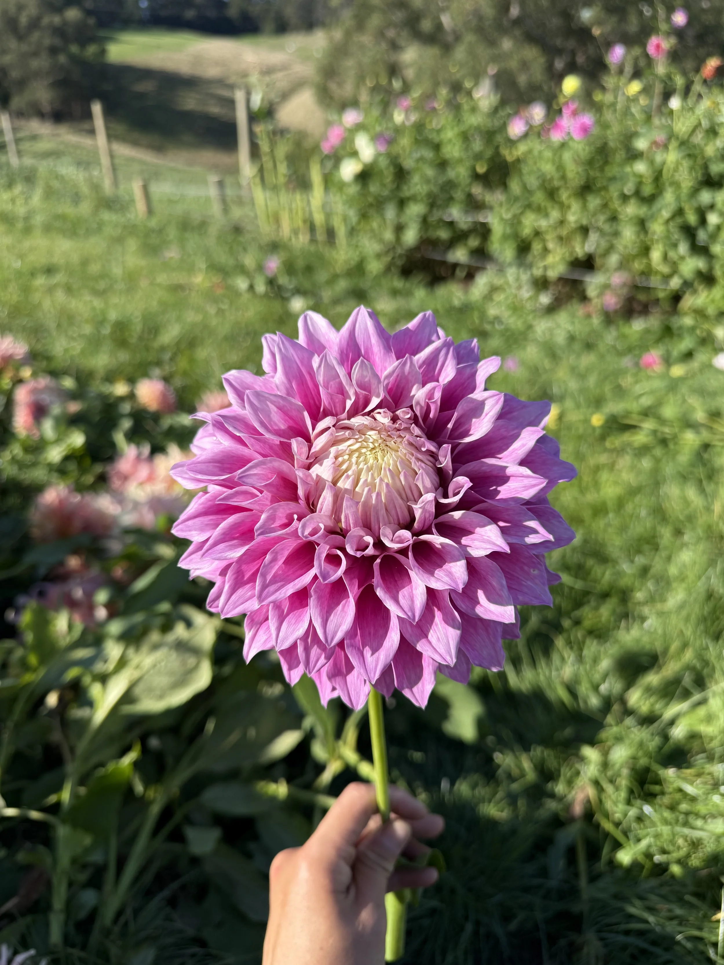 IMG_4823.jpeg