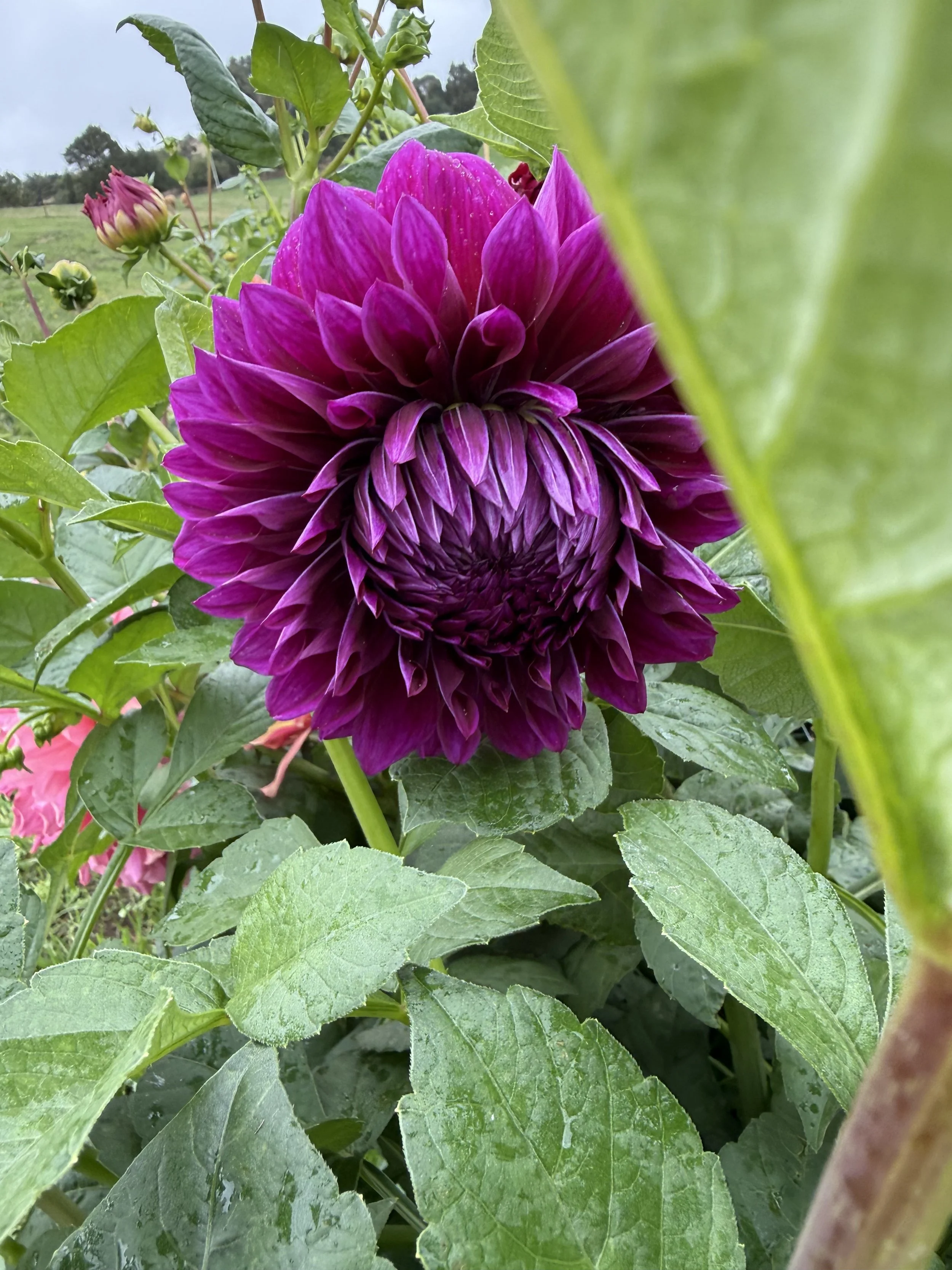 IMG_4675.jpeg