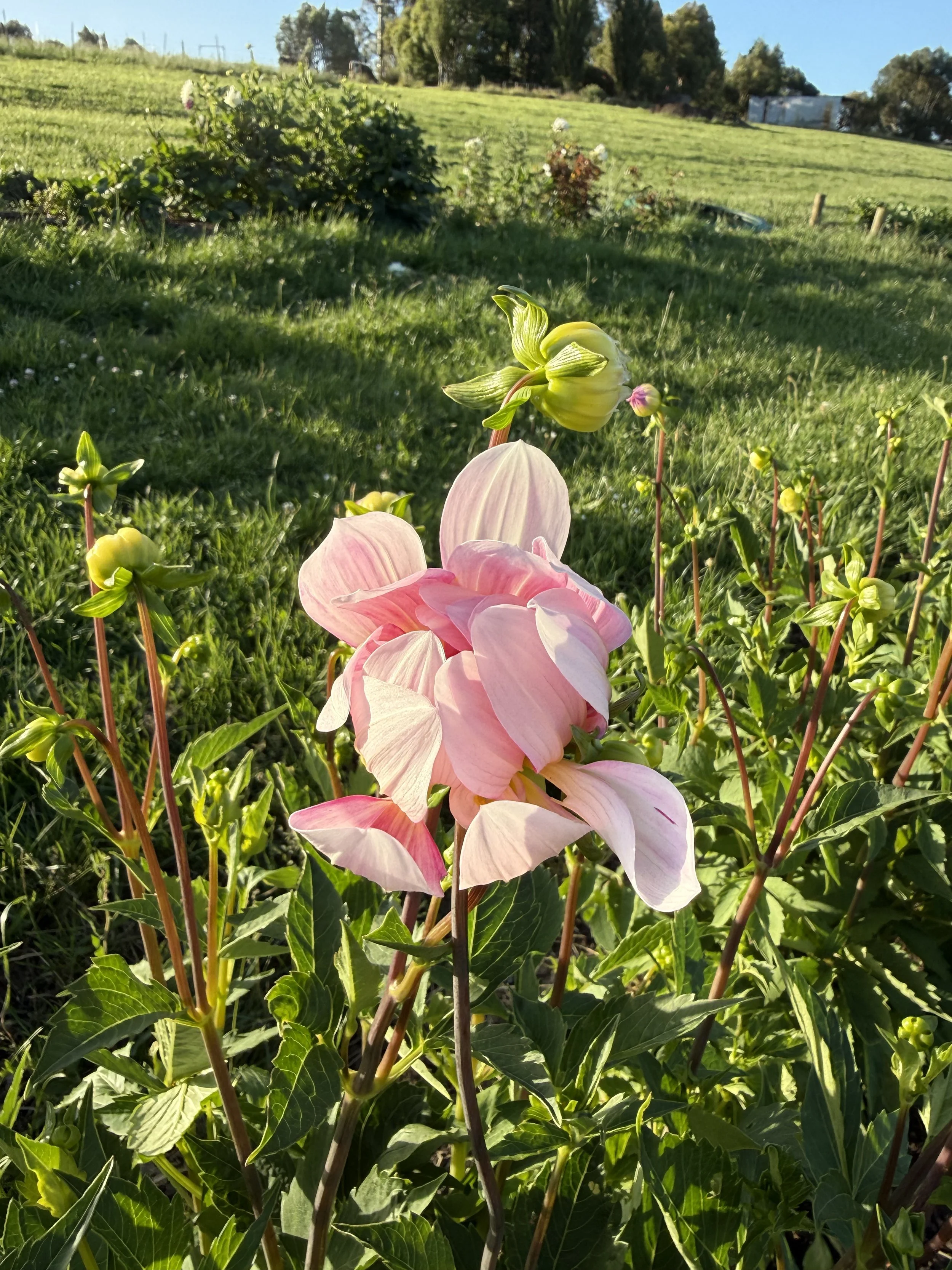 IMG_2810.jpeg