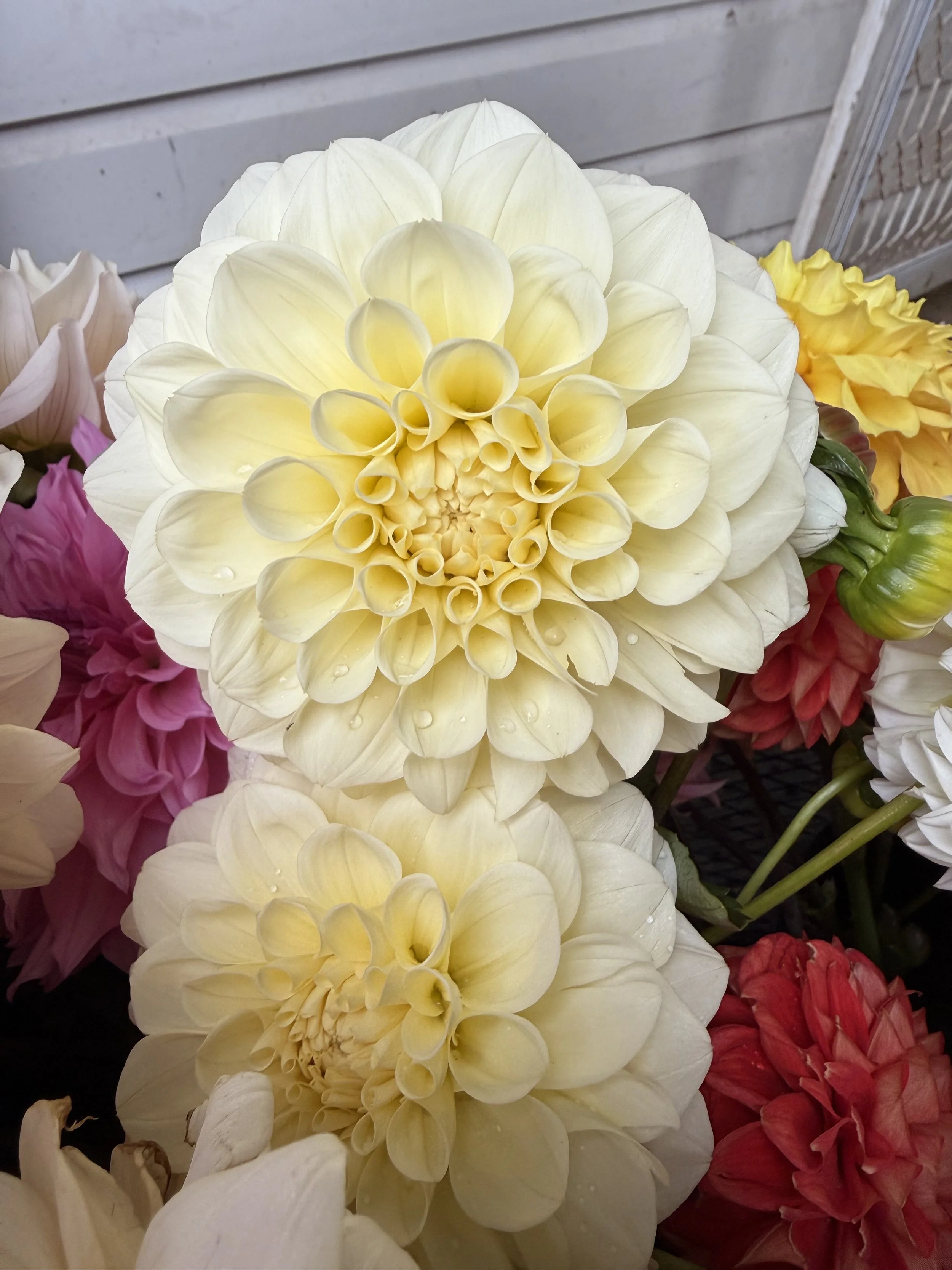 Serenade Buttercream