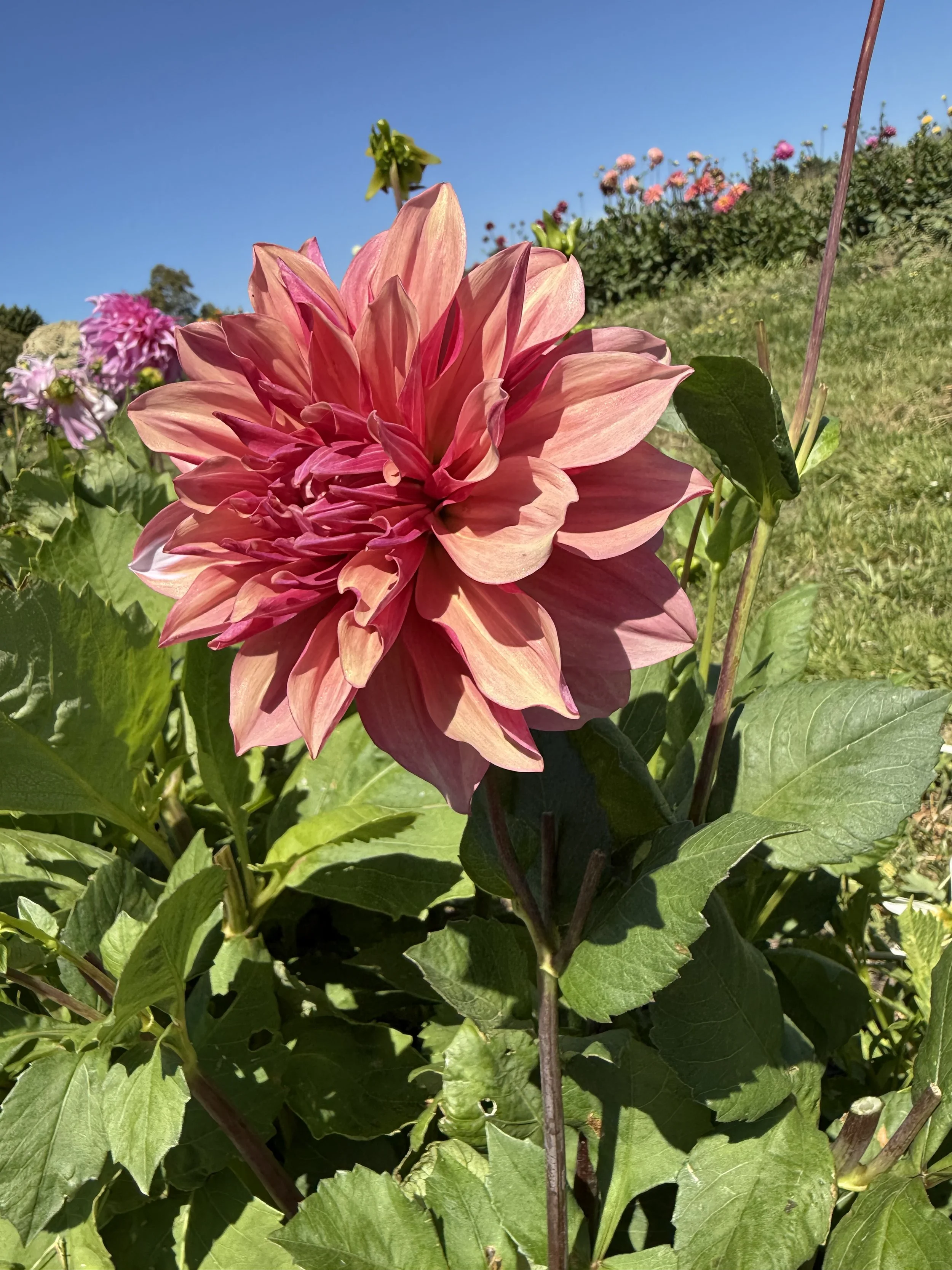 IMG_3190.jpeg