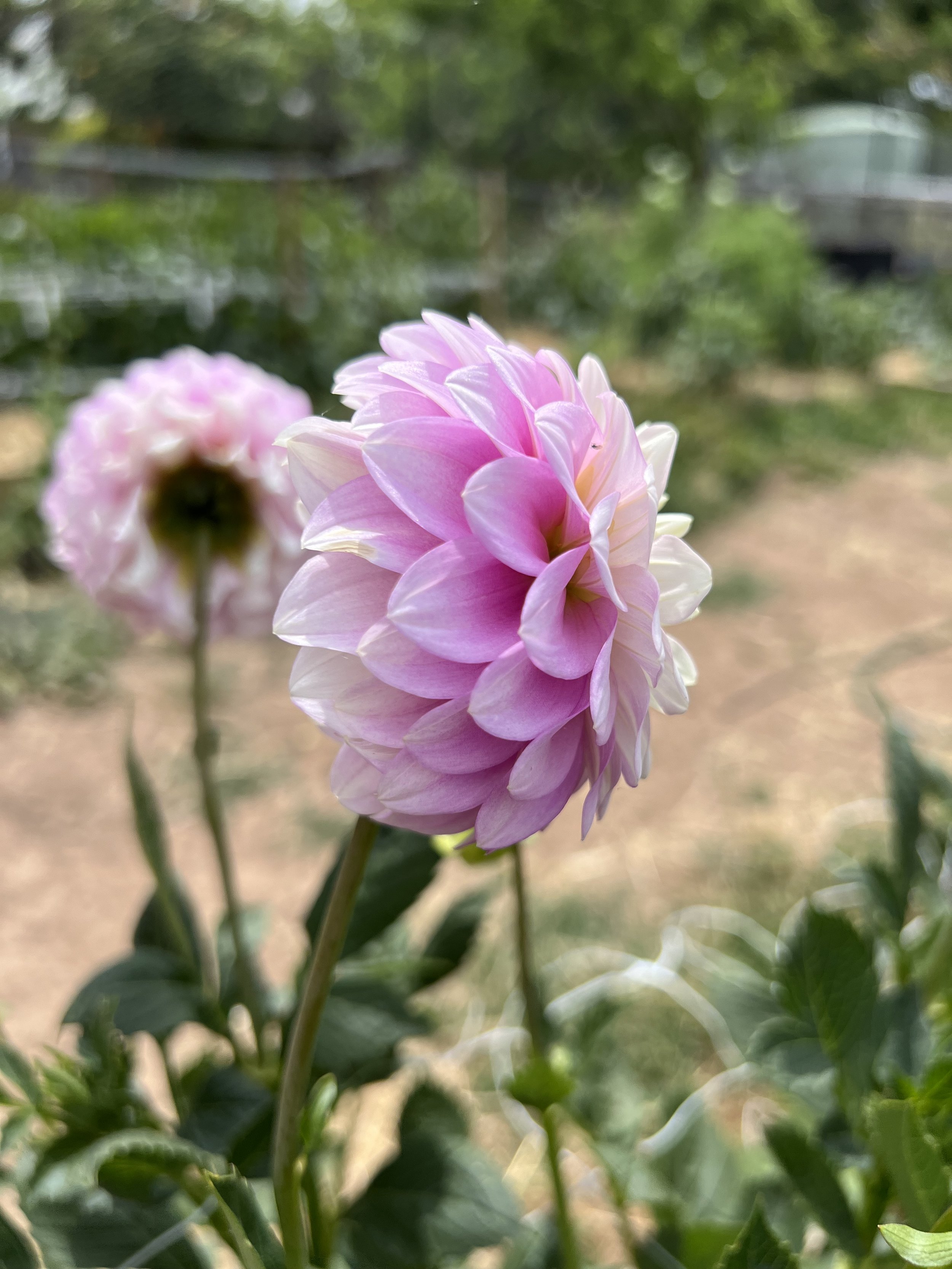 IMG_6740.jpeg