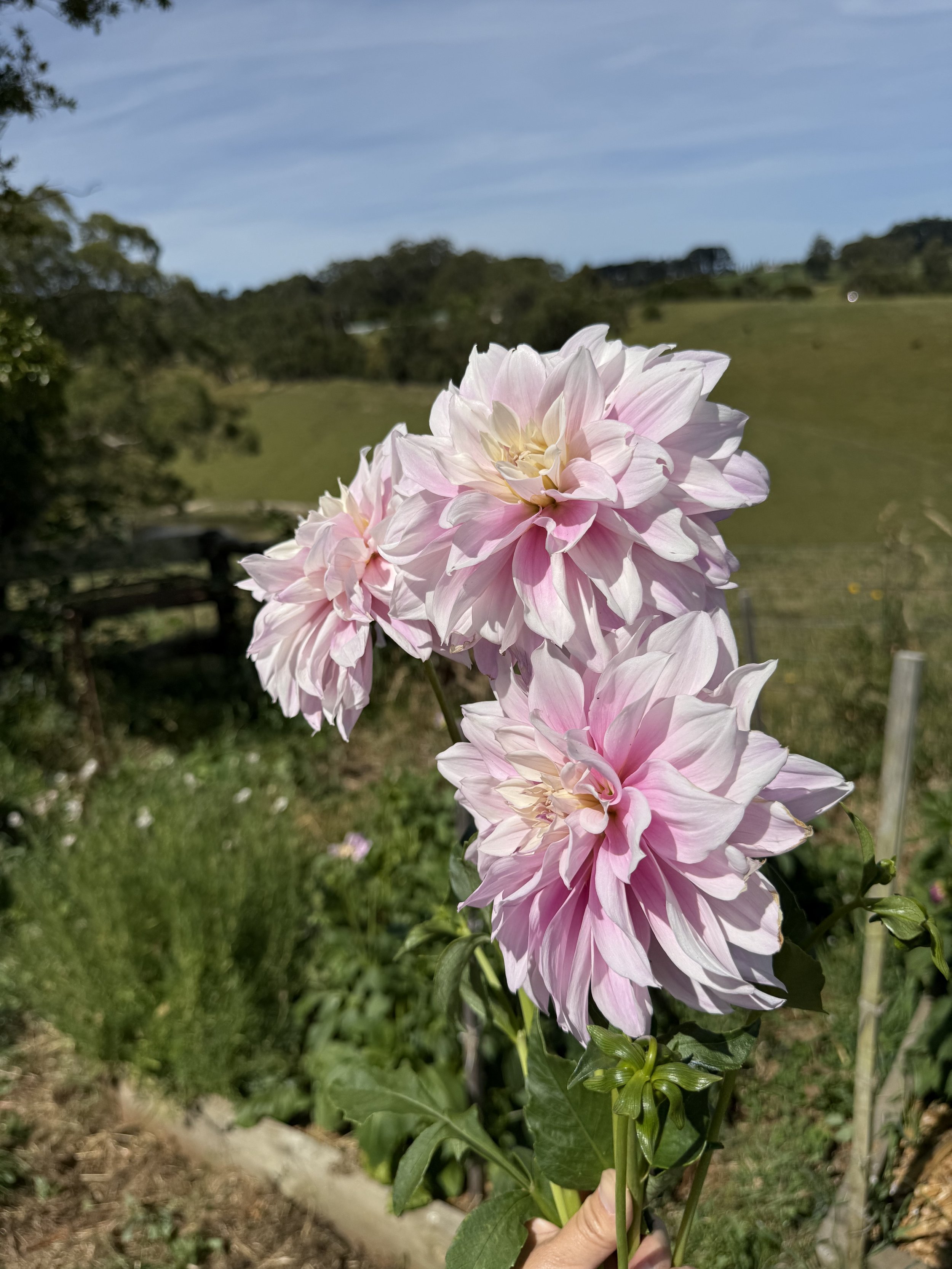 IMG_3035.jpeg
