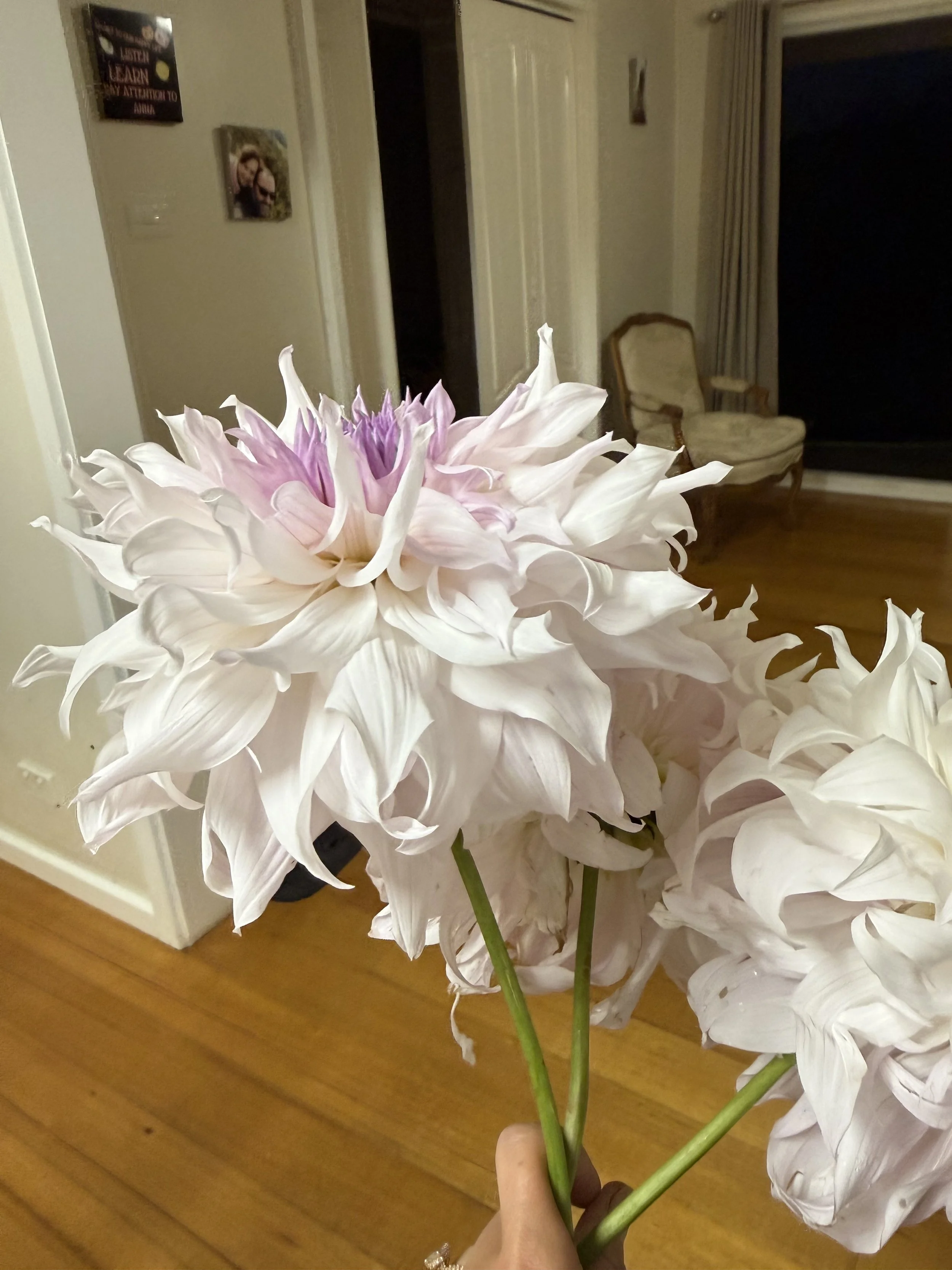 IMG_4830.jpeg