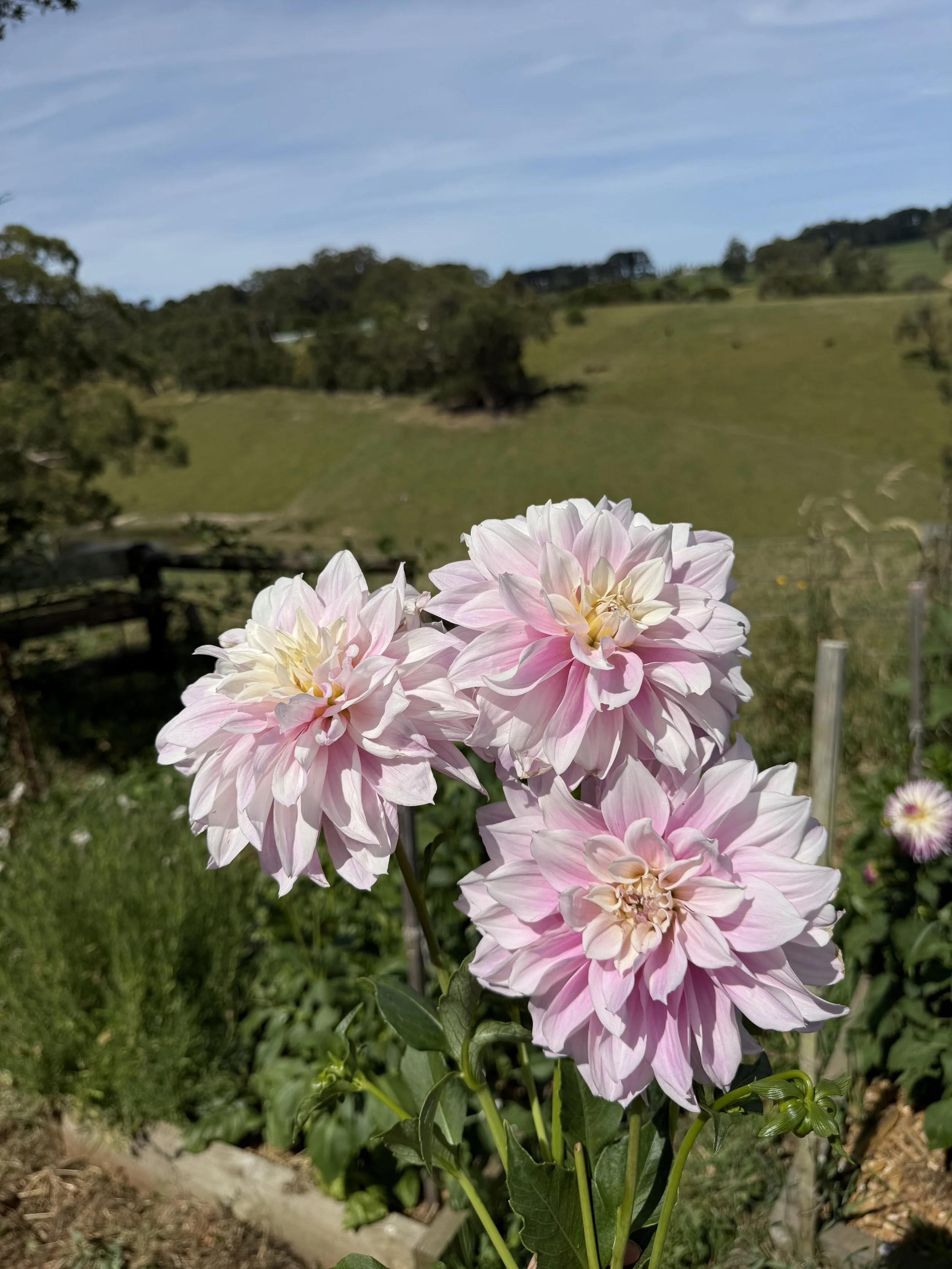 IMG_3036.jpeg