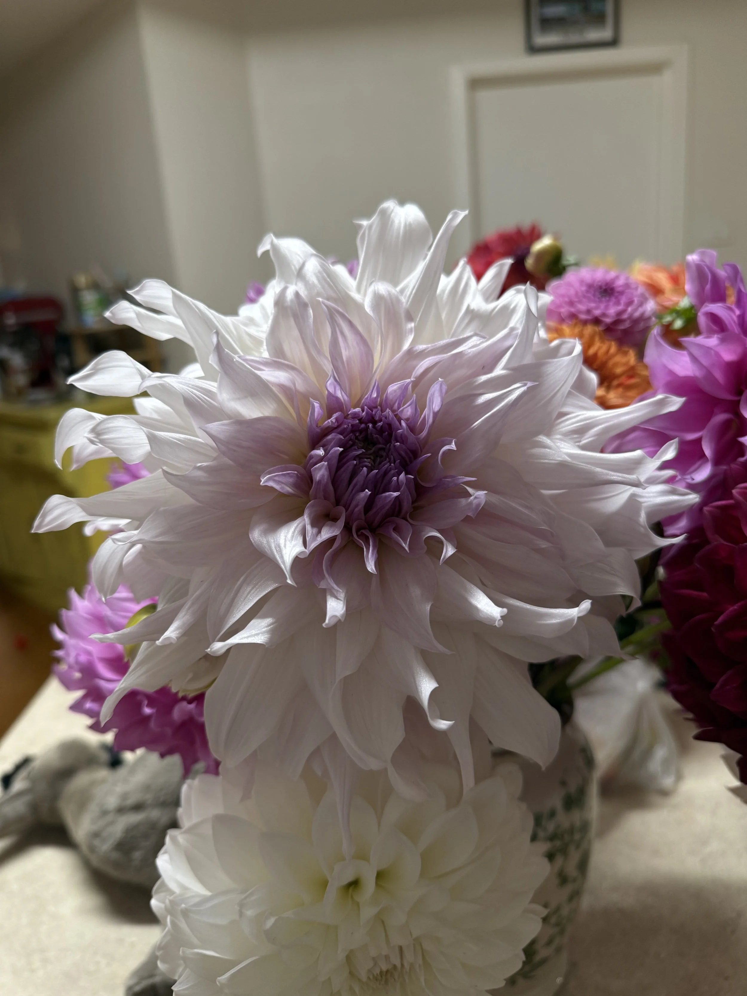 IMG_4833.jpeg