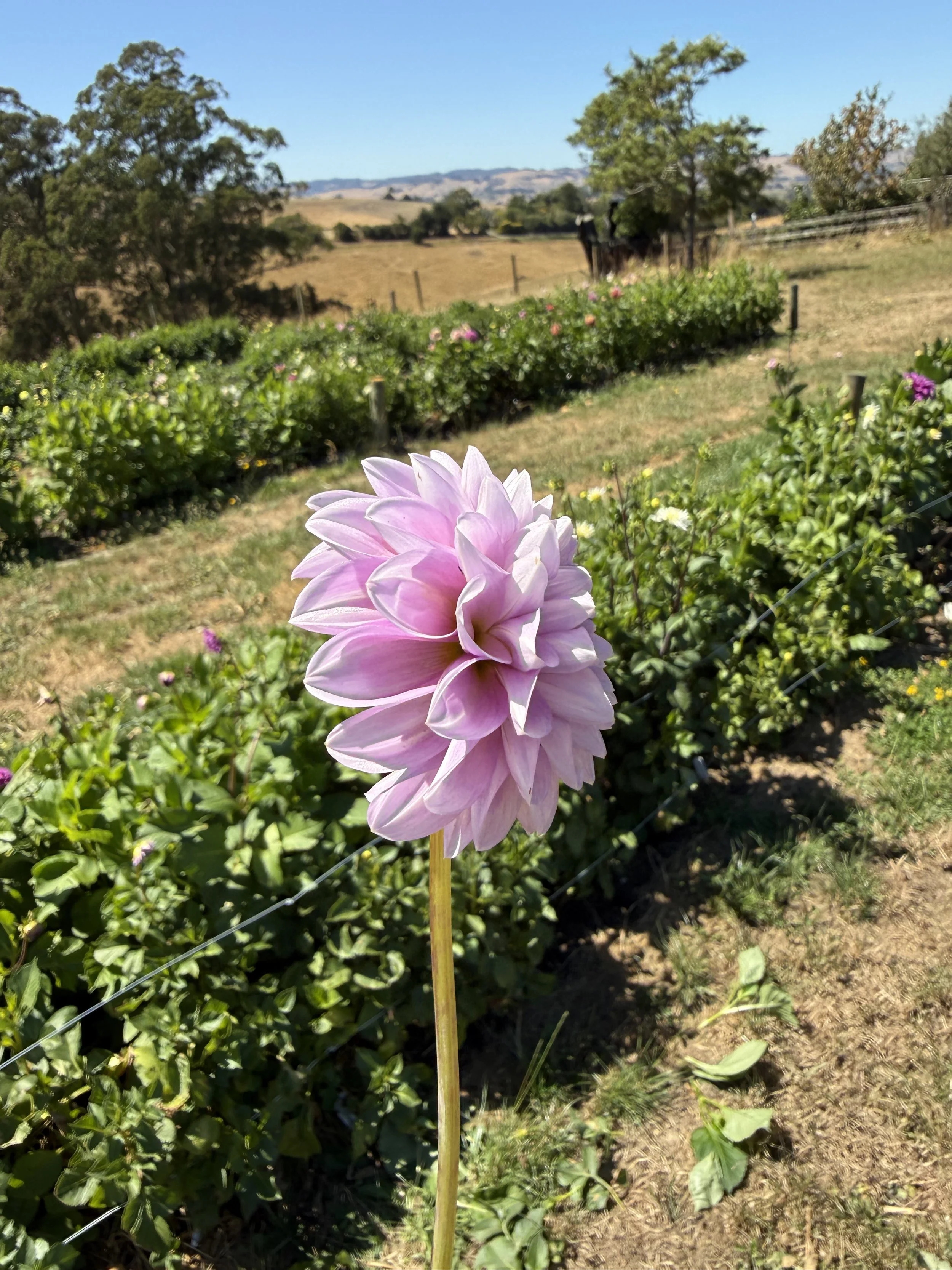 IMG_3808.jpeg