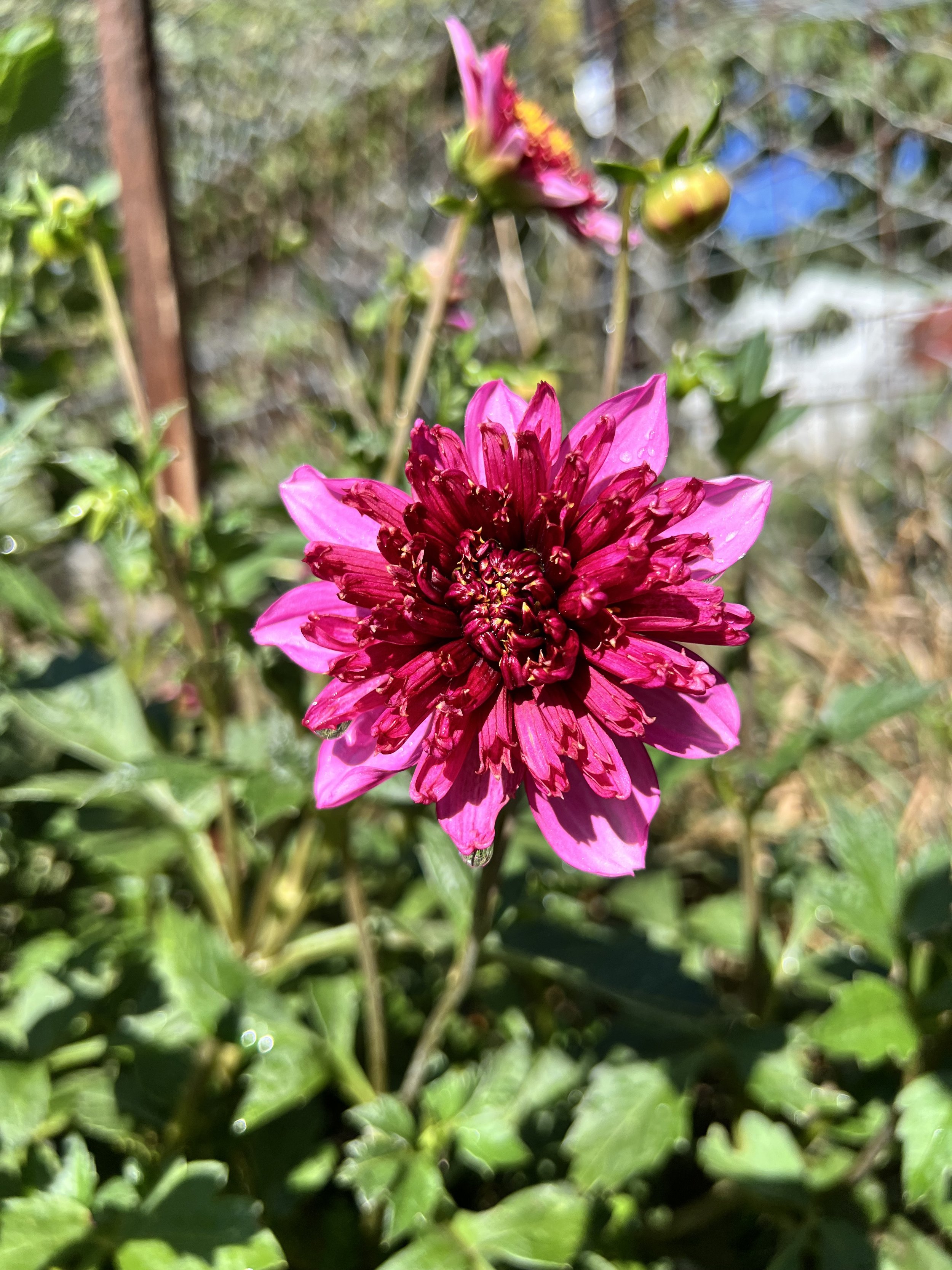 IMG_7521.jpeg
