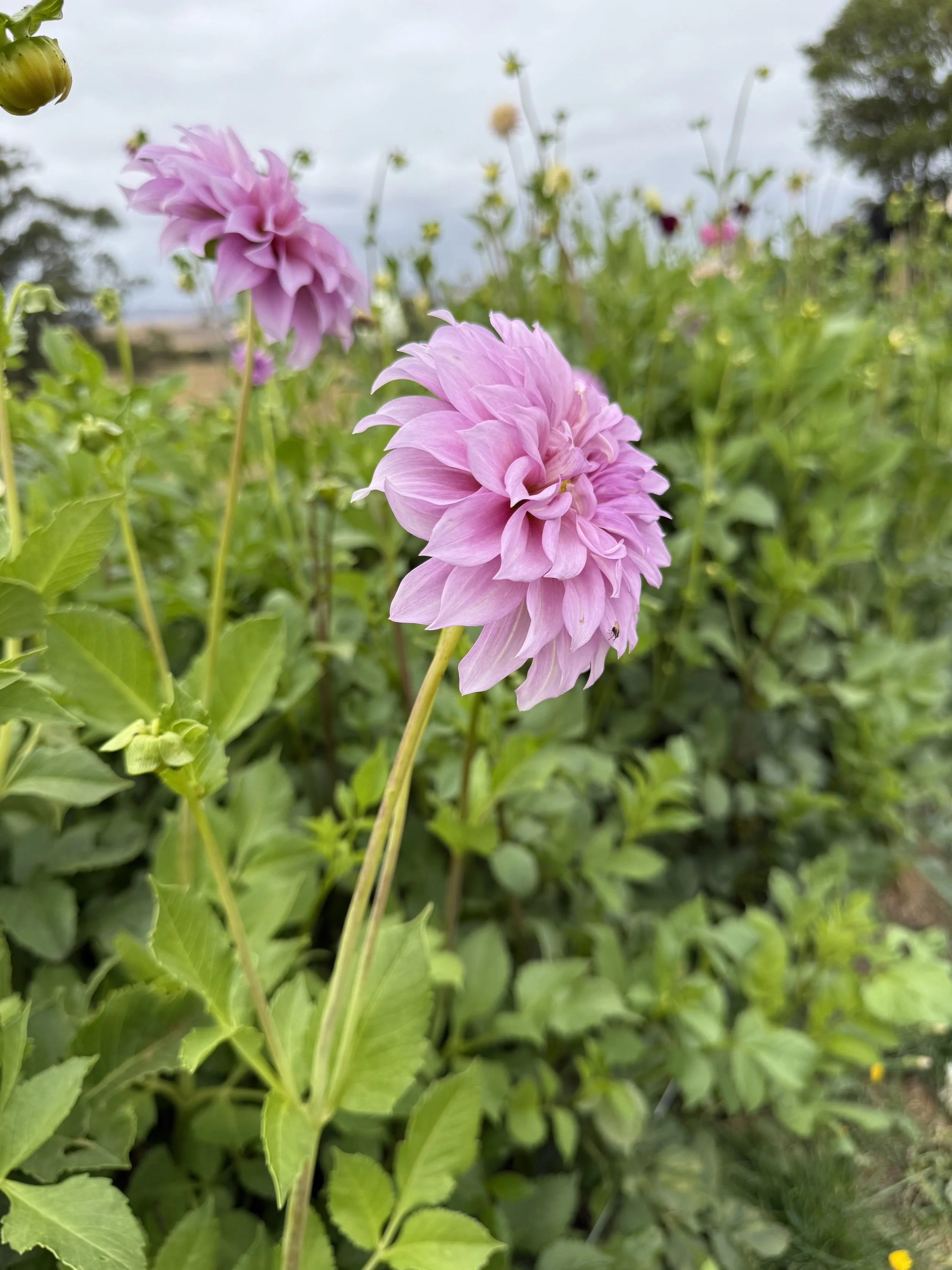 IMG_4020.jpeg