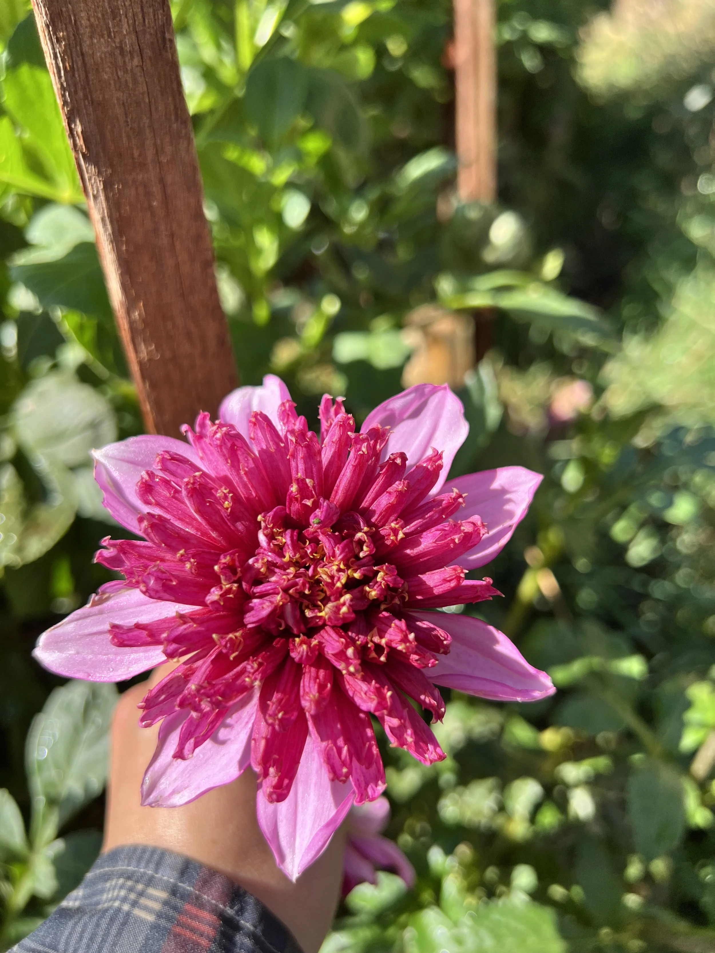 IMG_7522.jpeg