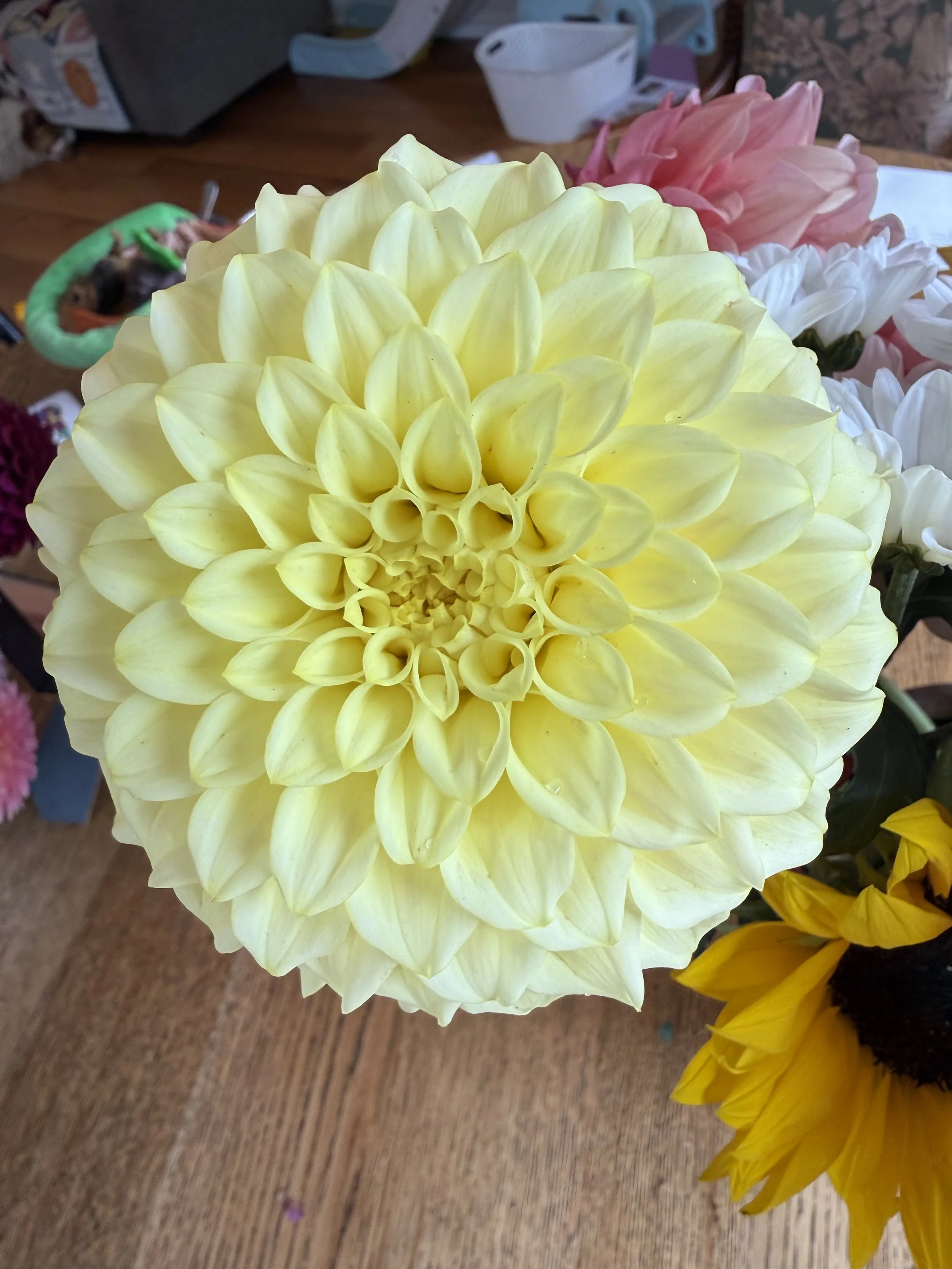 IMG_4157.jpeg