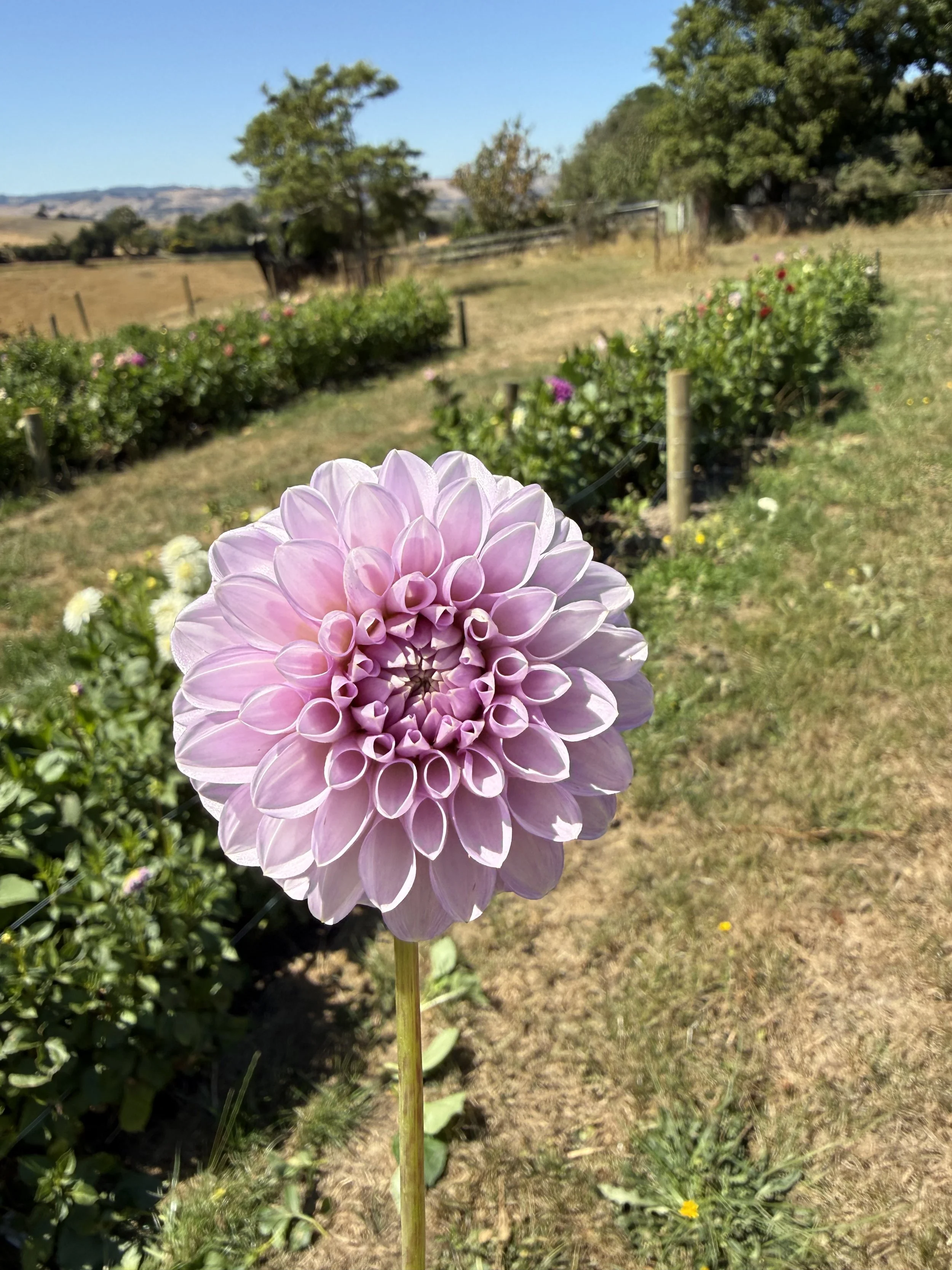 IMG_3807.jpeg