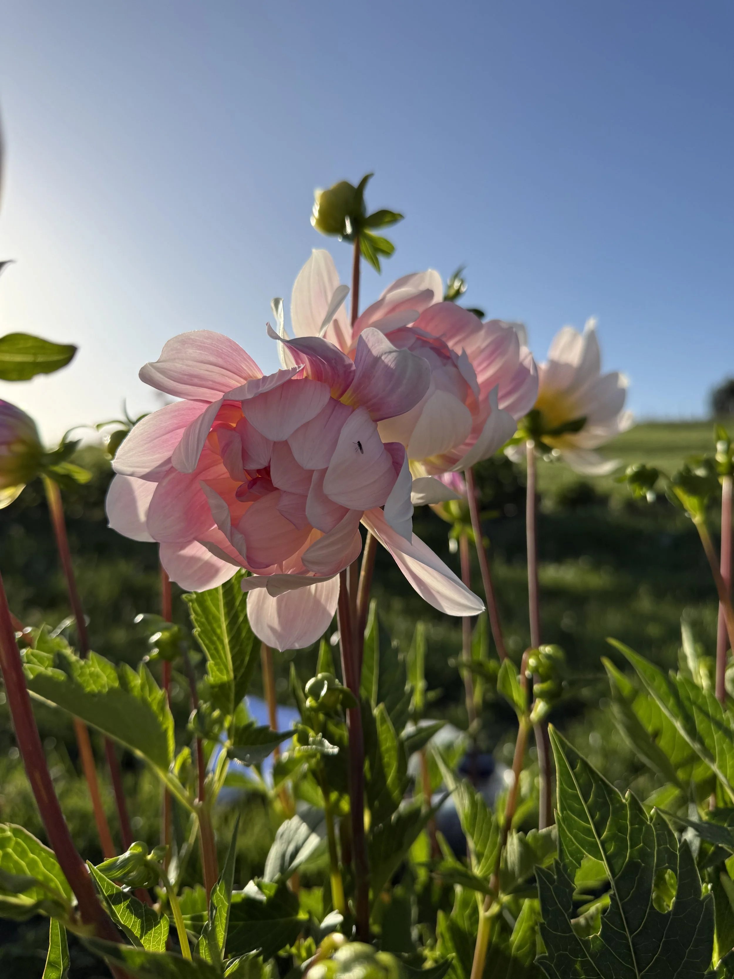 IMG_2811.jpeg