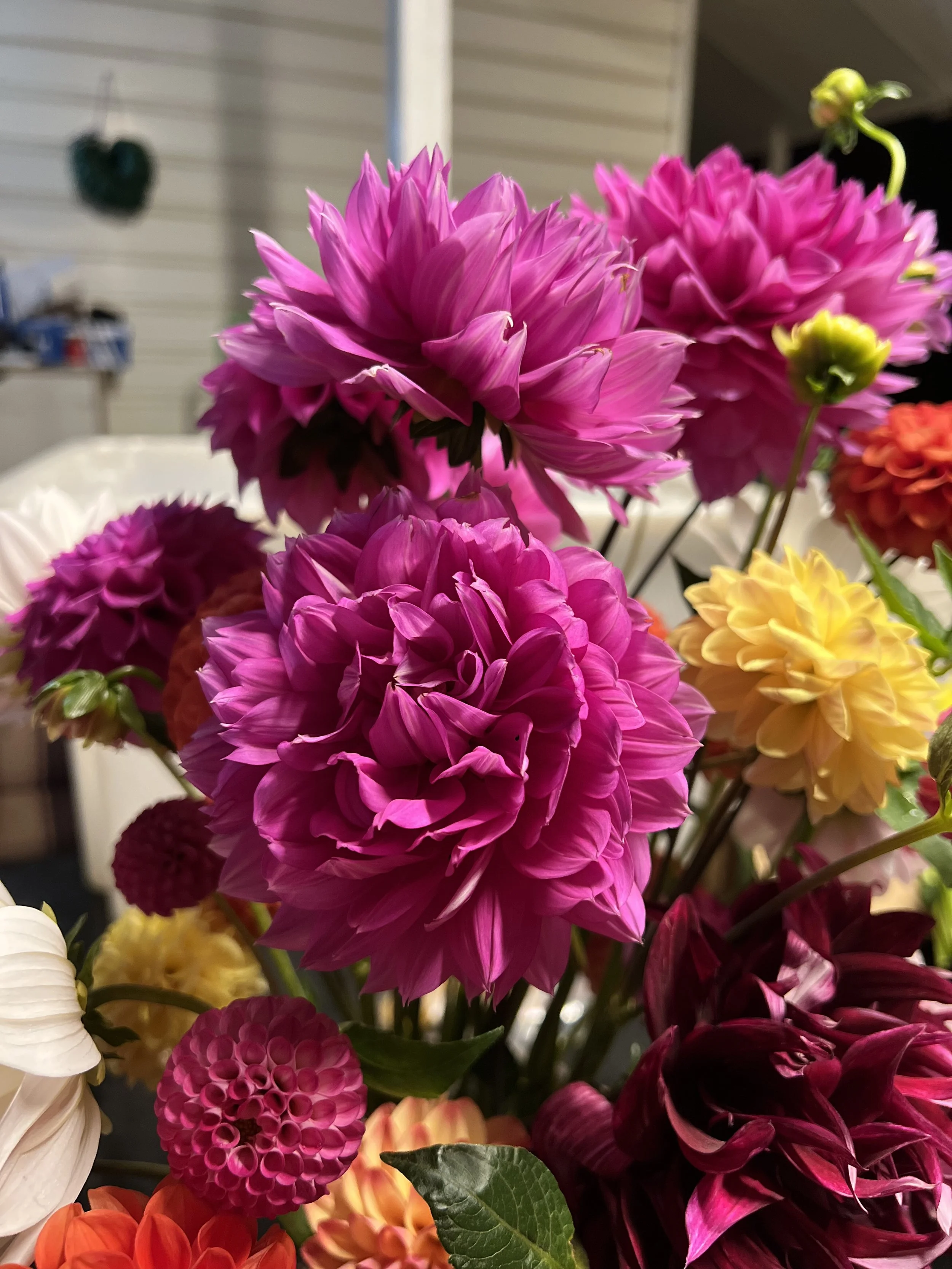 IMG_8360.jpeg