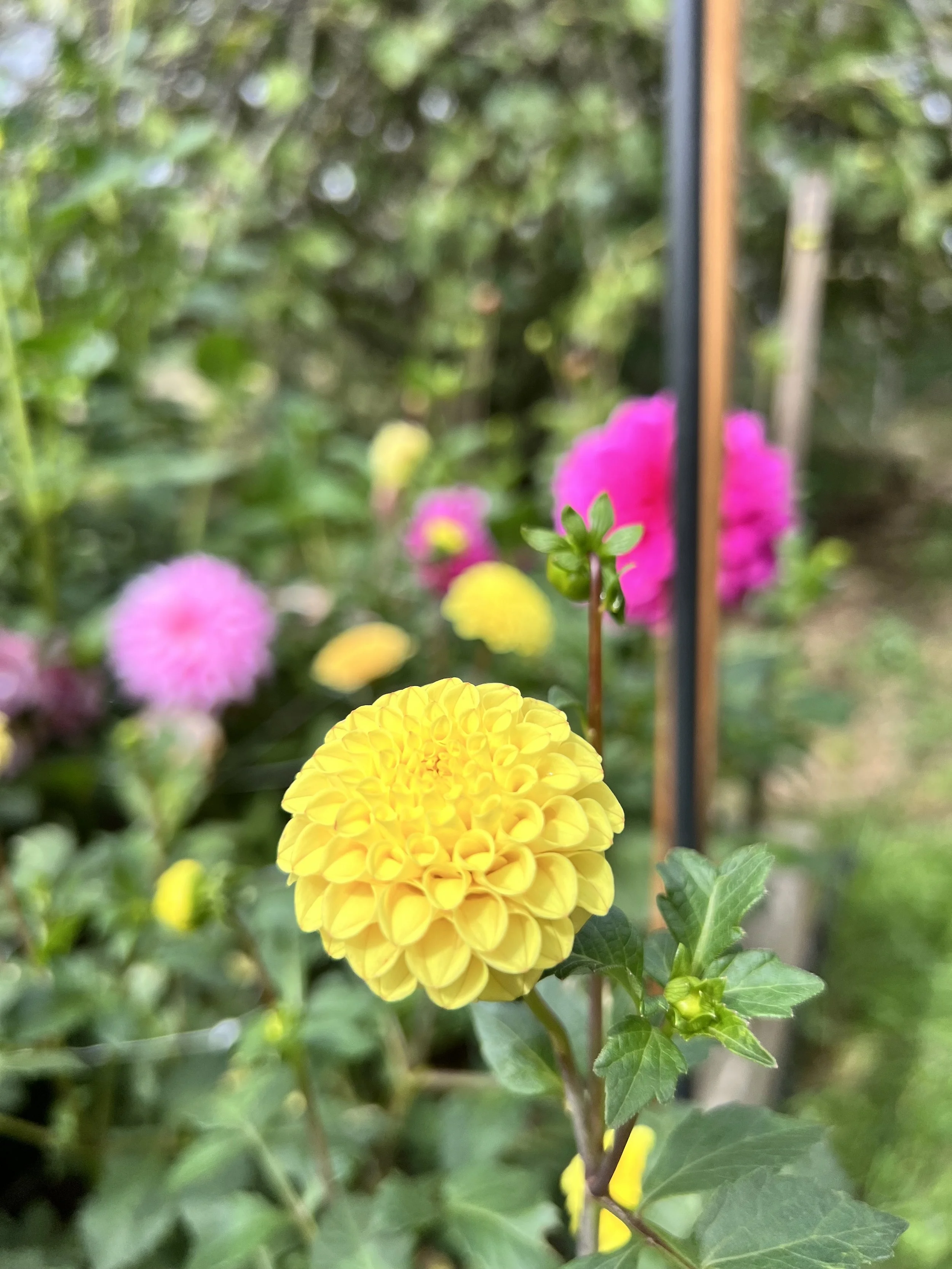 IMG_8373.jpeg