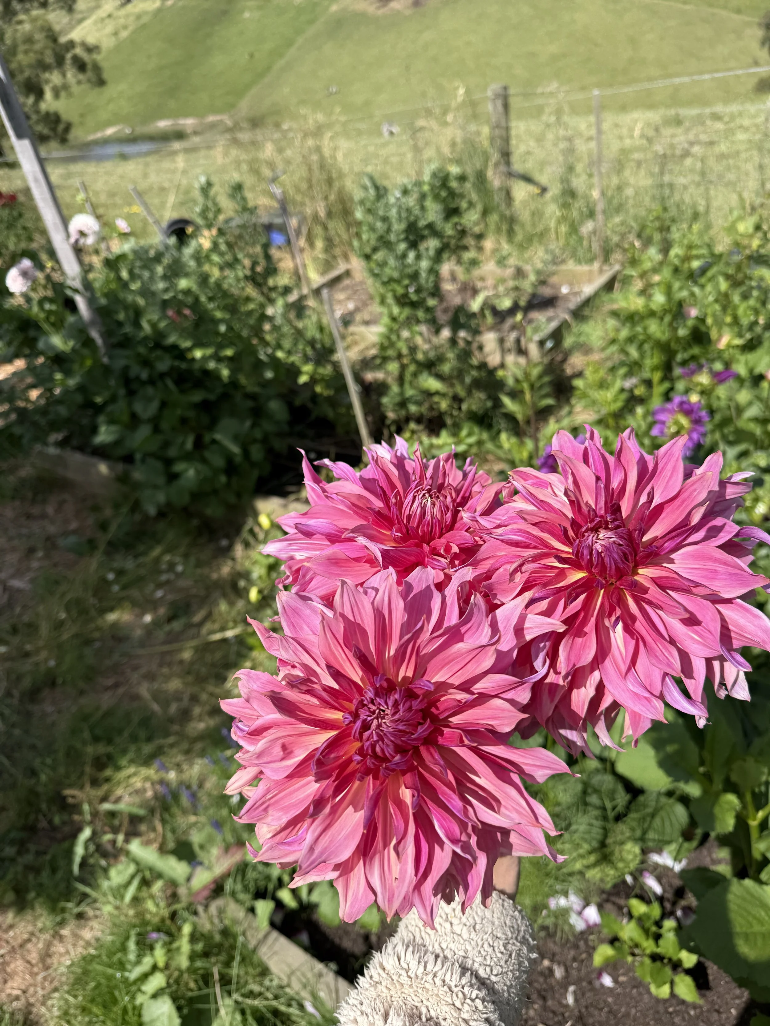 IMG_2770.jpeg