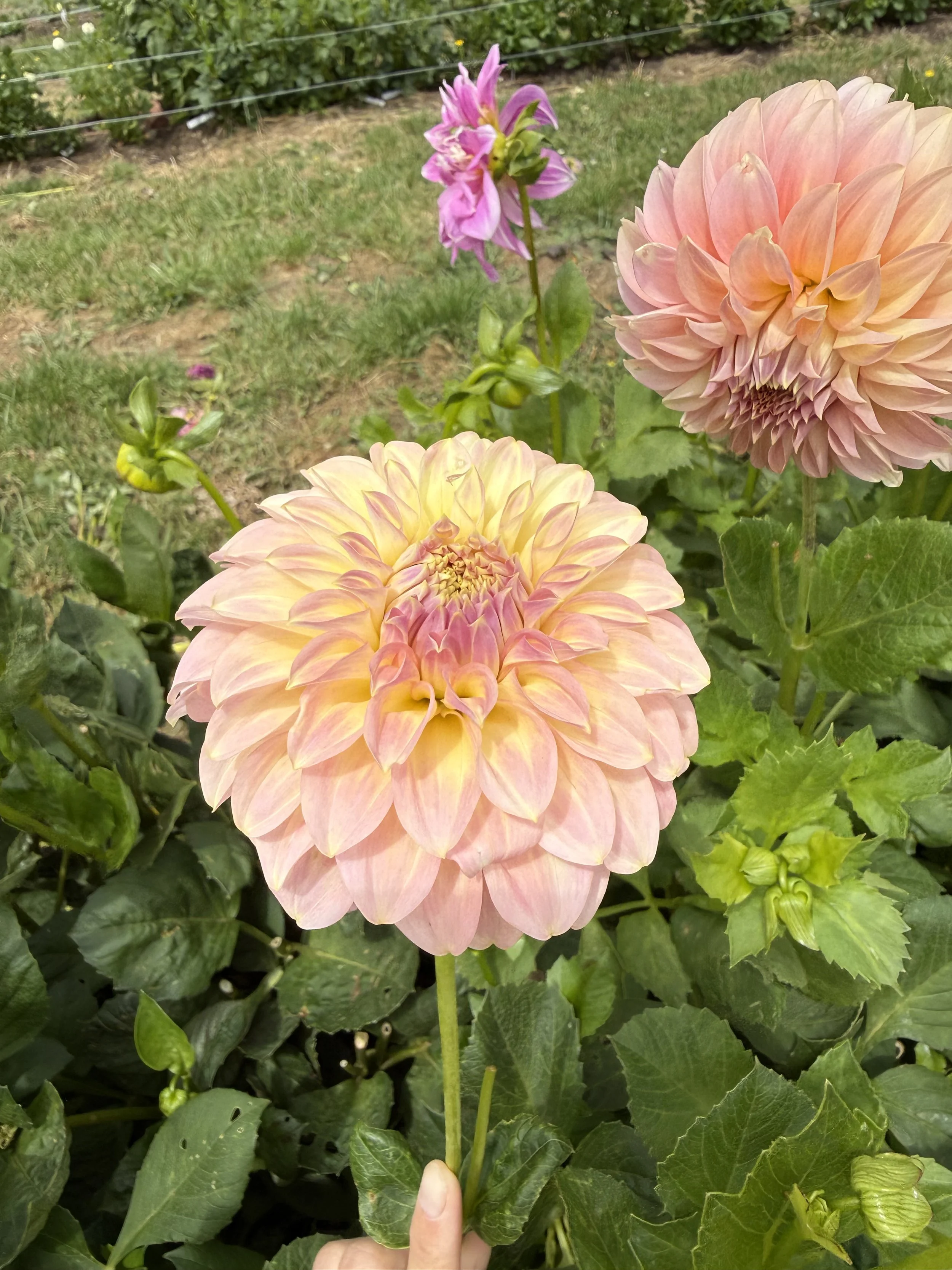 IMG_3449.jpeg