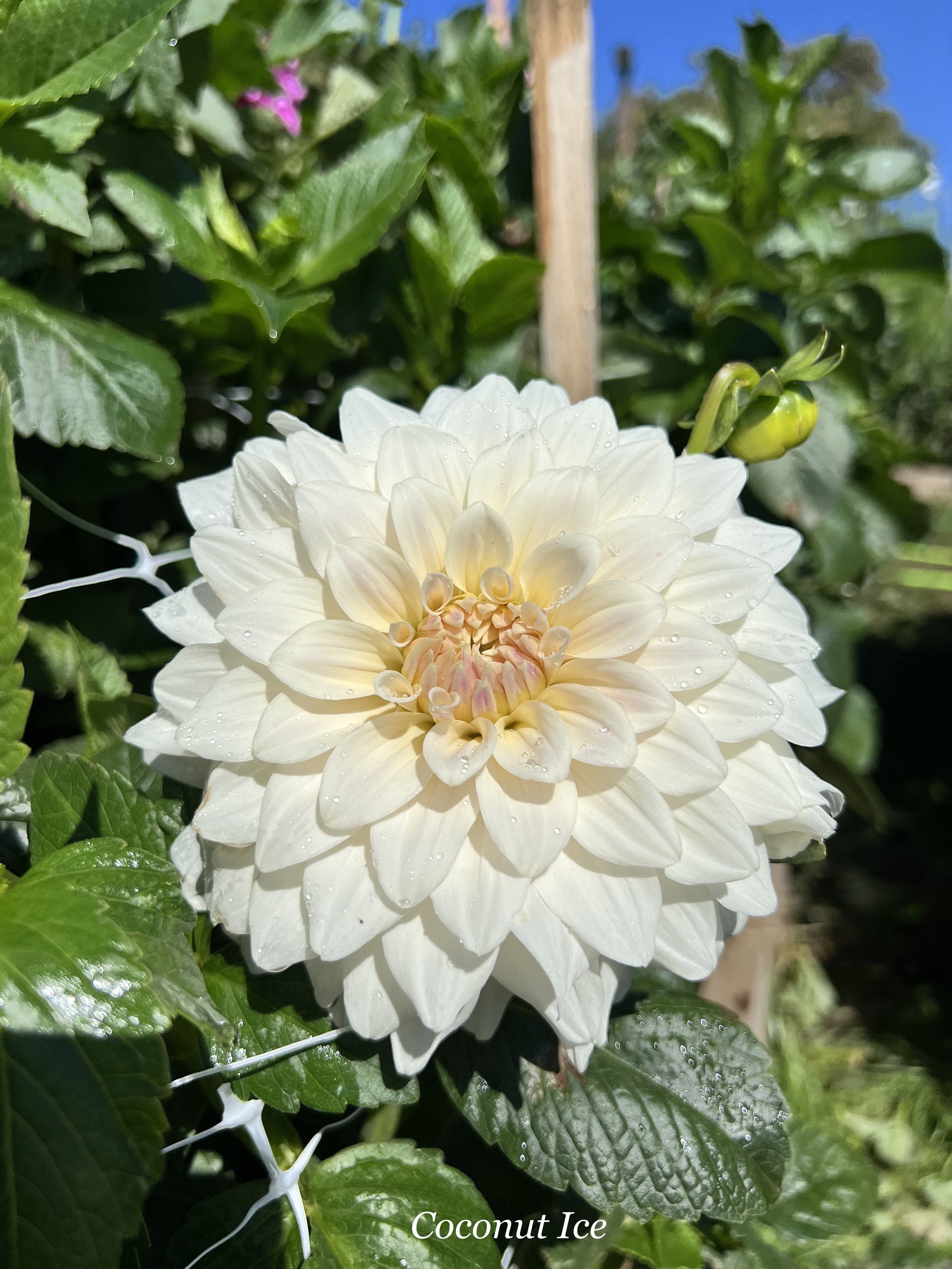 Coconut Ice