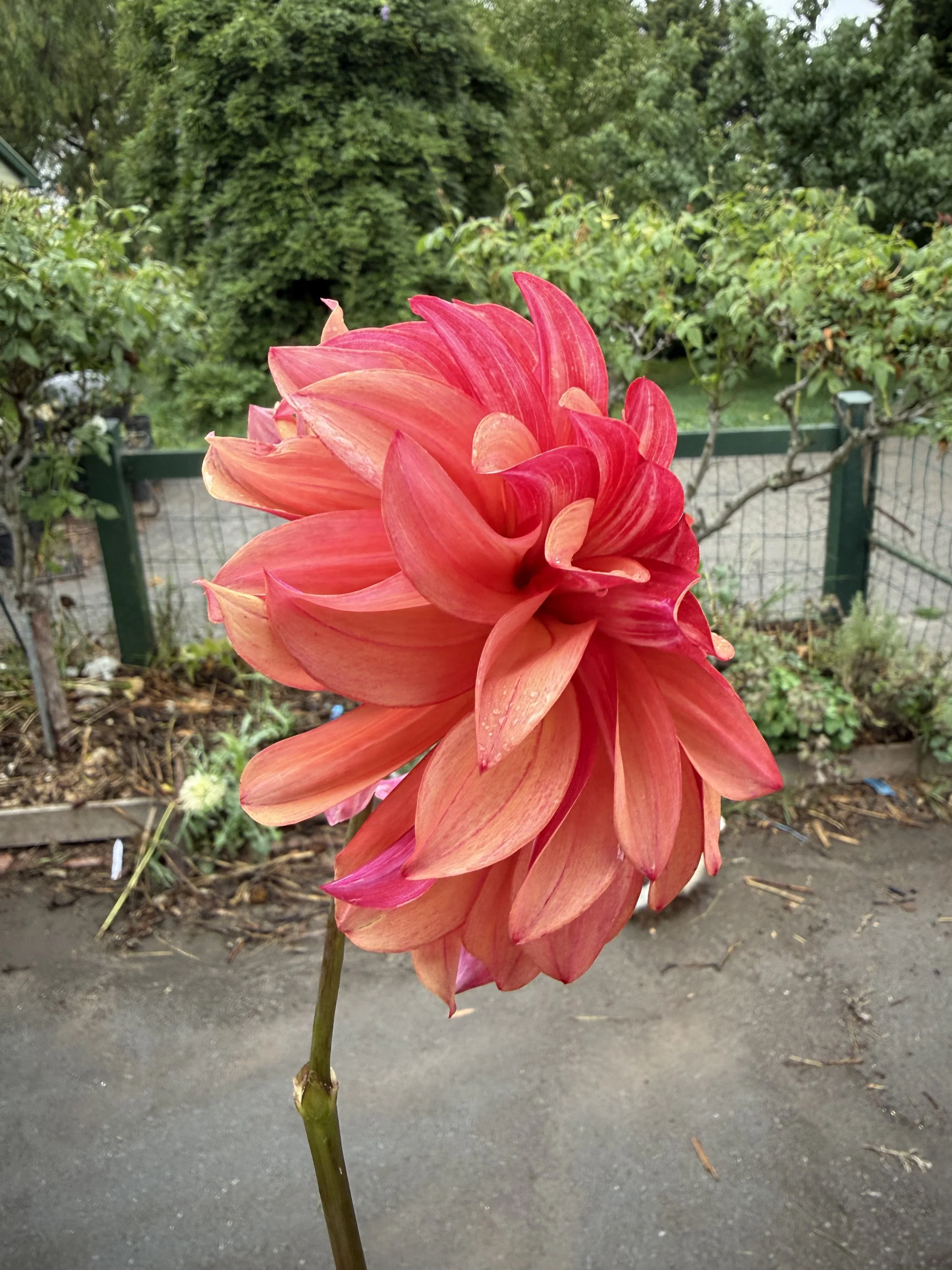 IMG_4362.jpeg