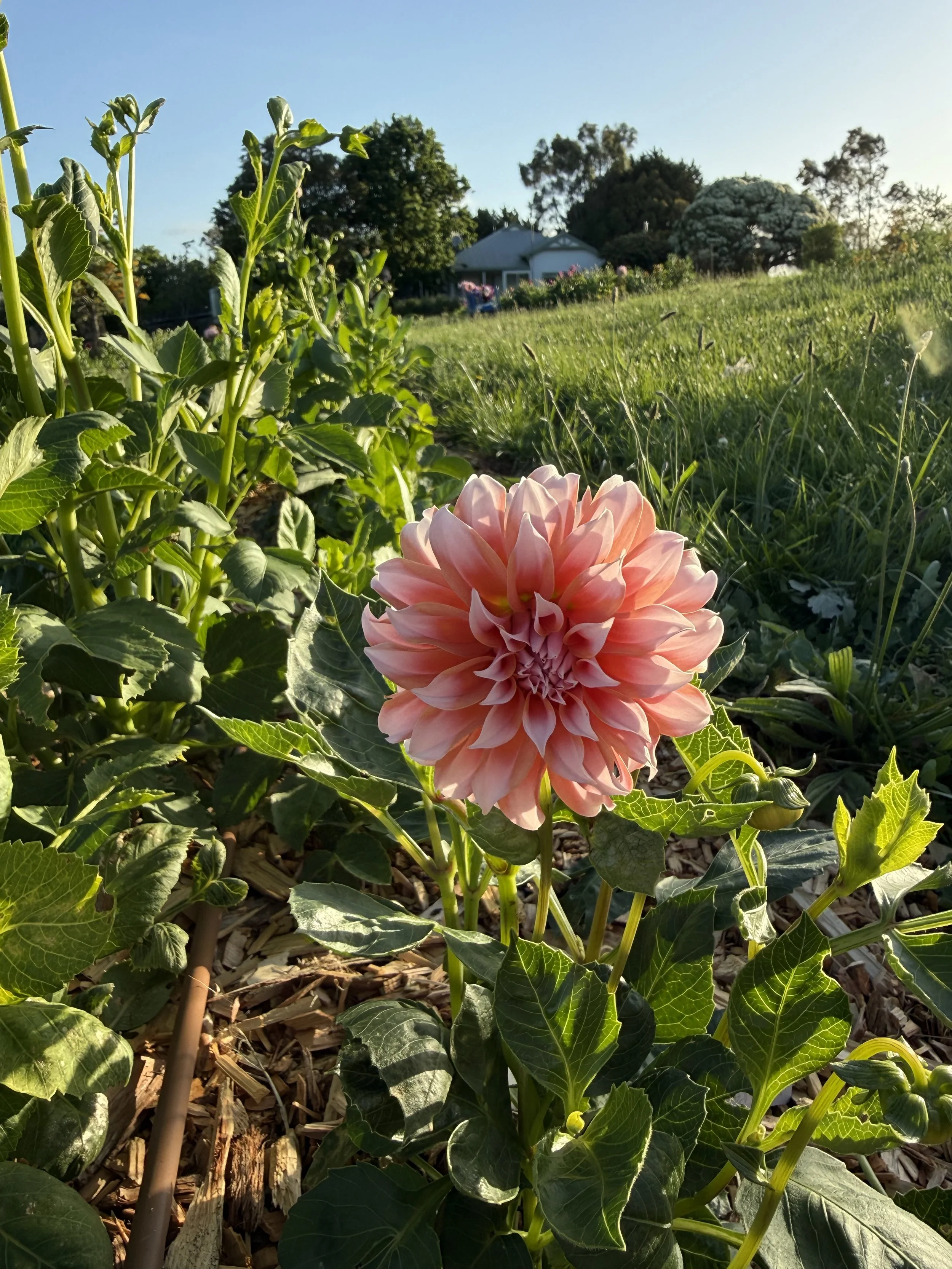 US Peaches n' Cream