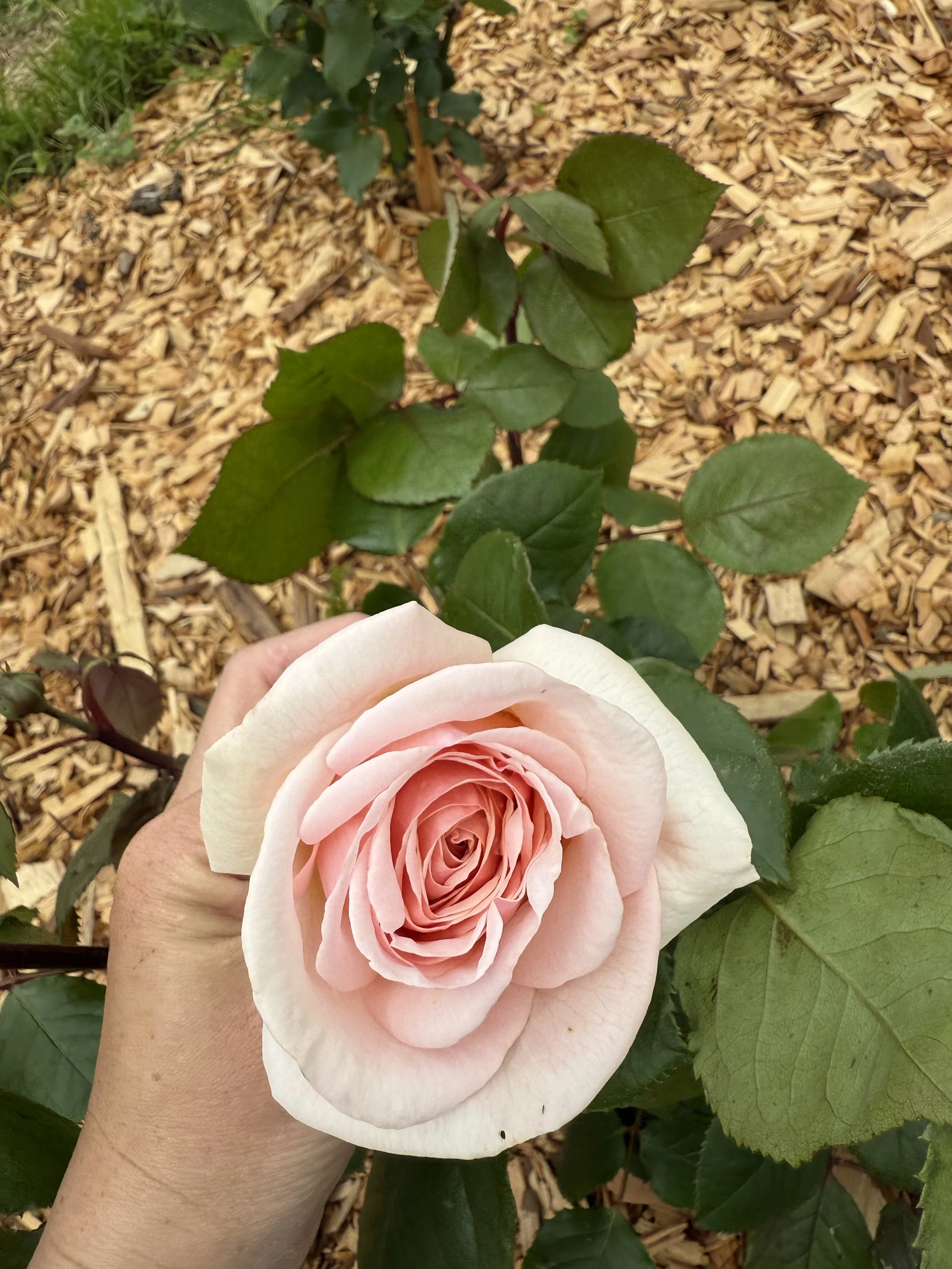 Lionheart - Hybrid Tea Rose
