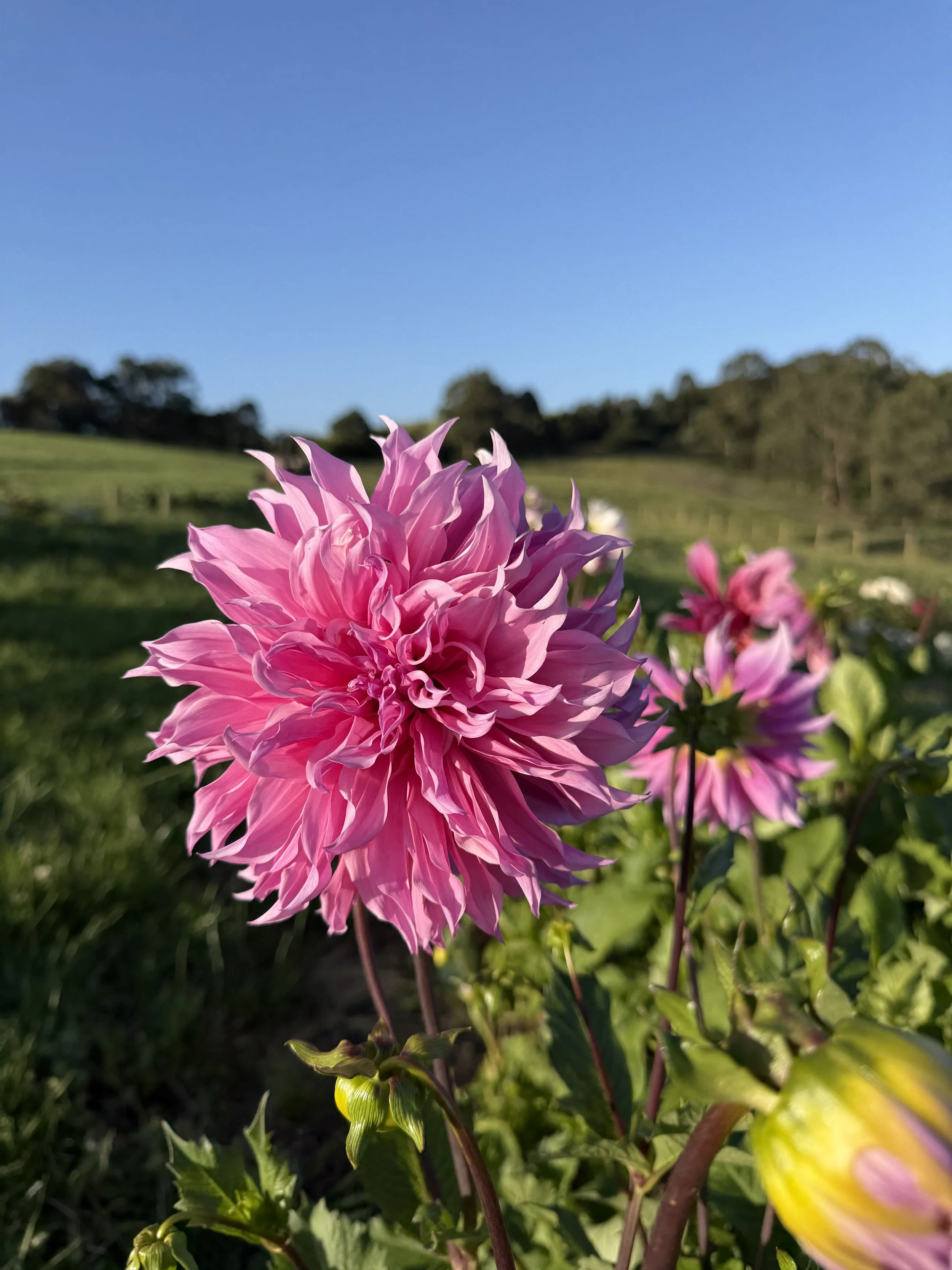 IMG_2815.jpeg