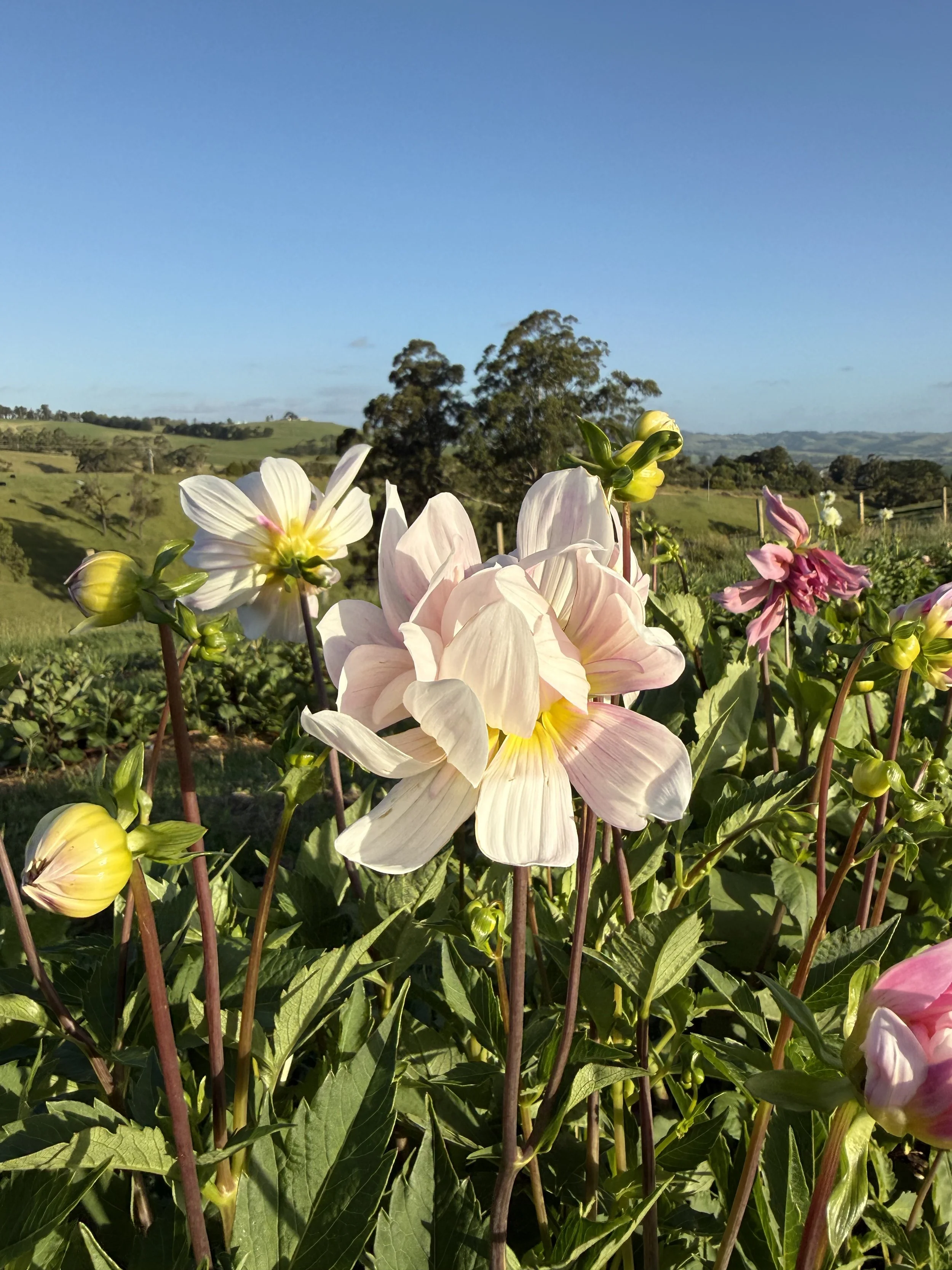 IMG_2808.jpeg