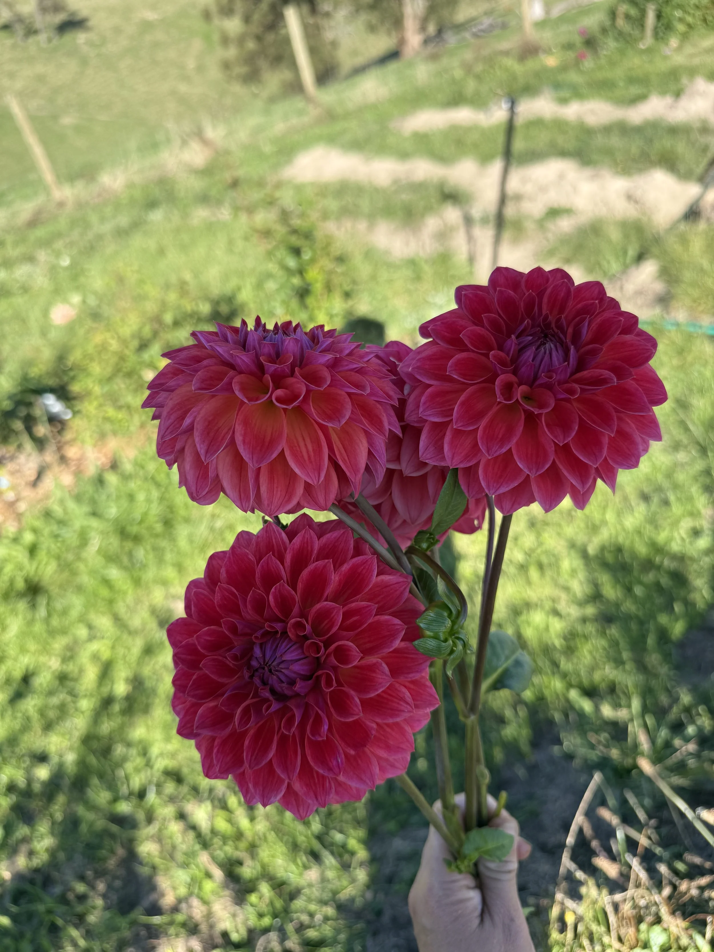 IMG_4826.jpeg