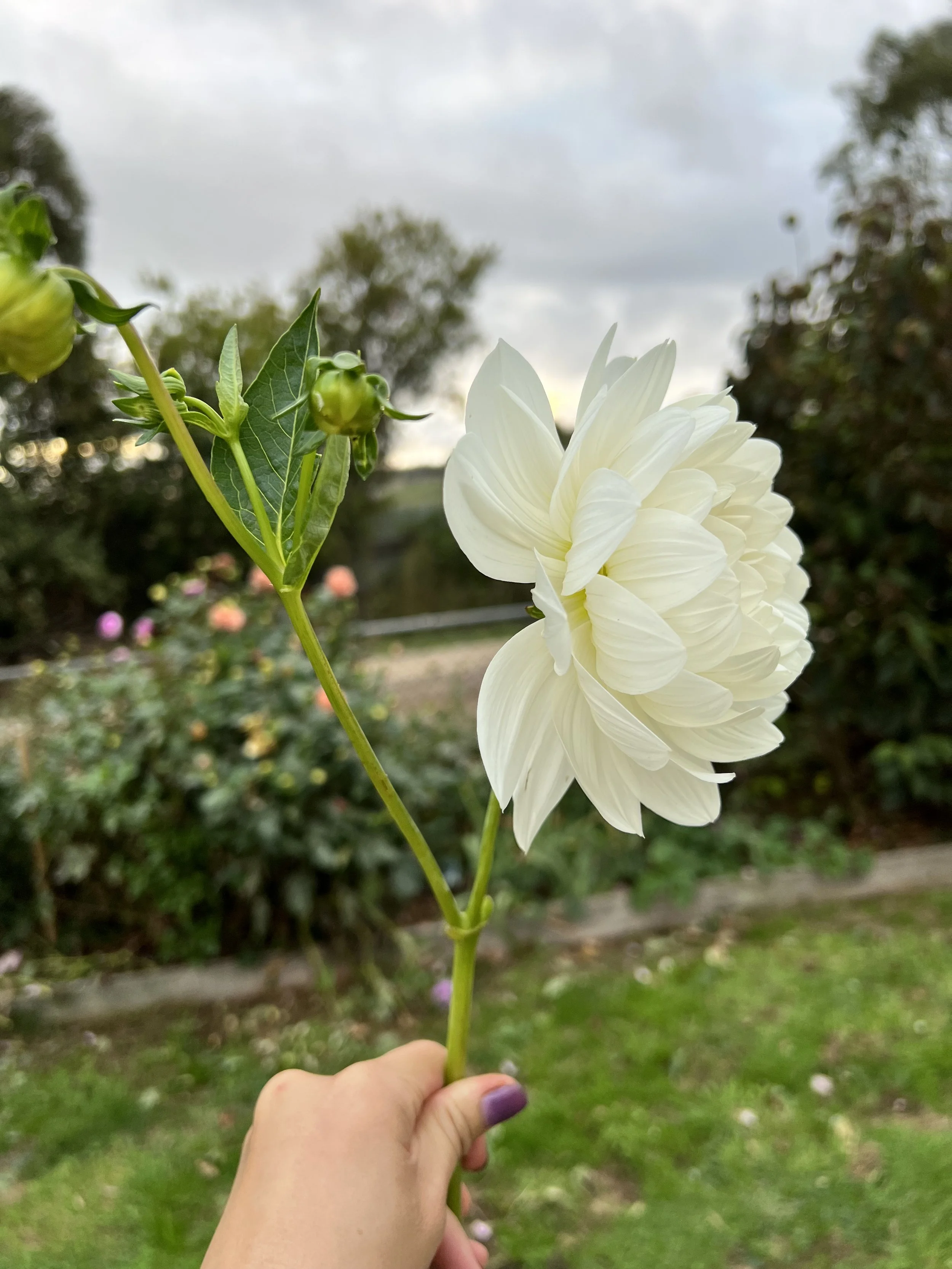 IMG_8554.jpeg