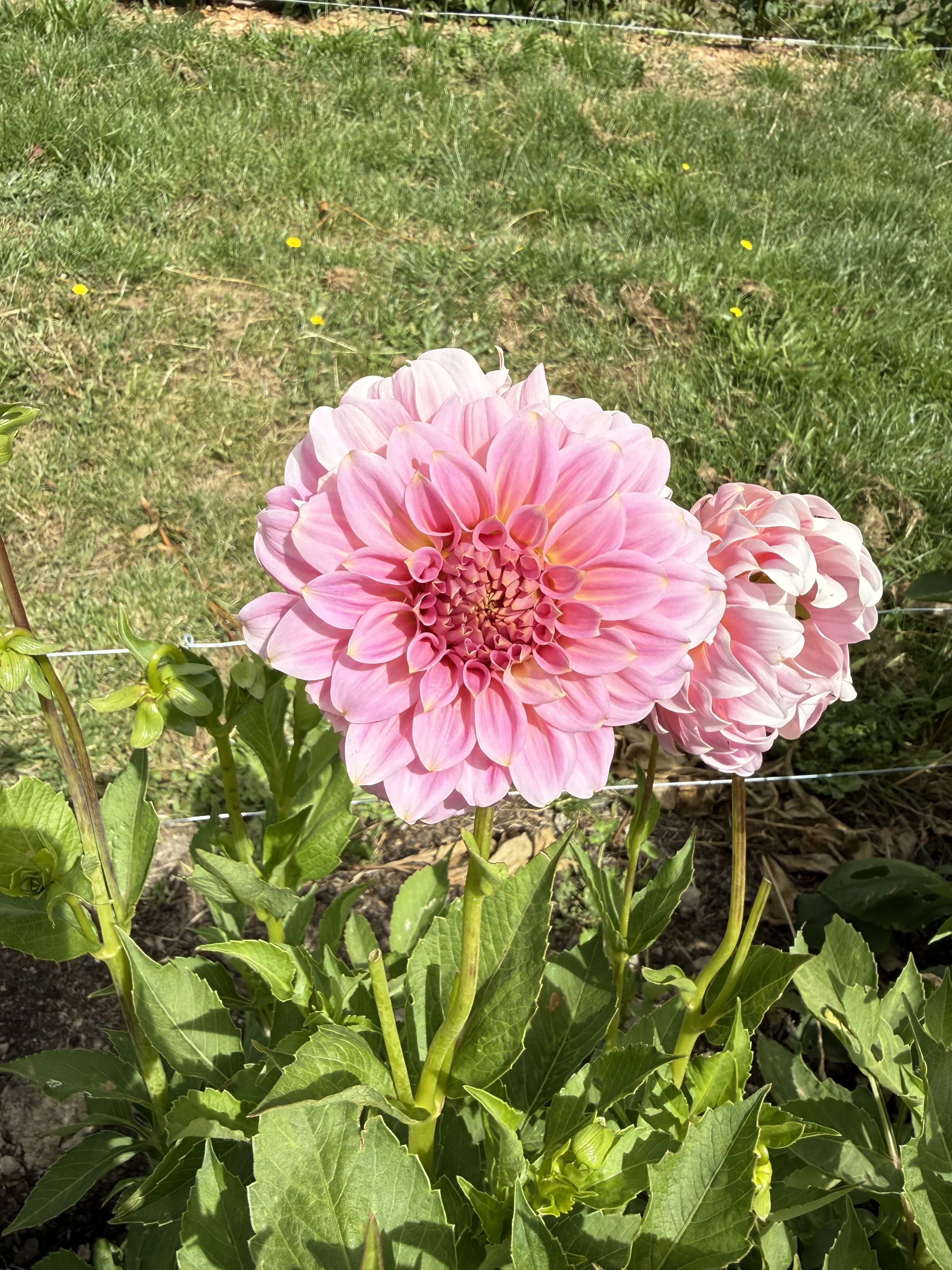 IMG_3536.jpeg