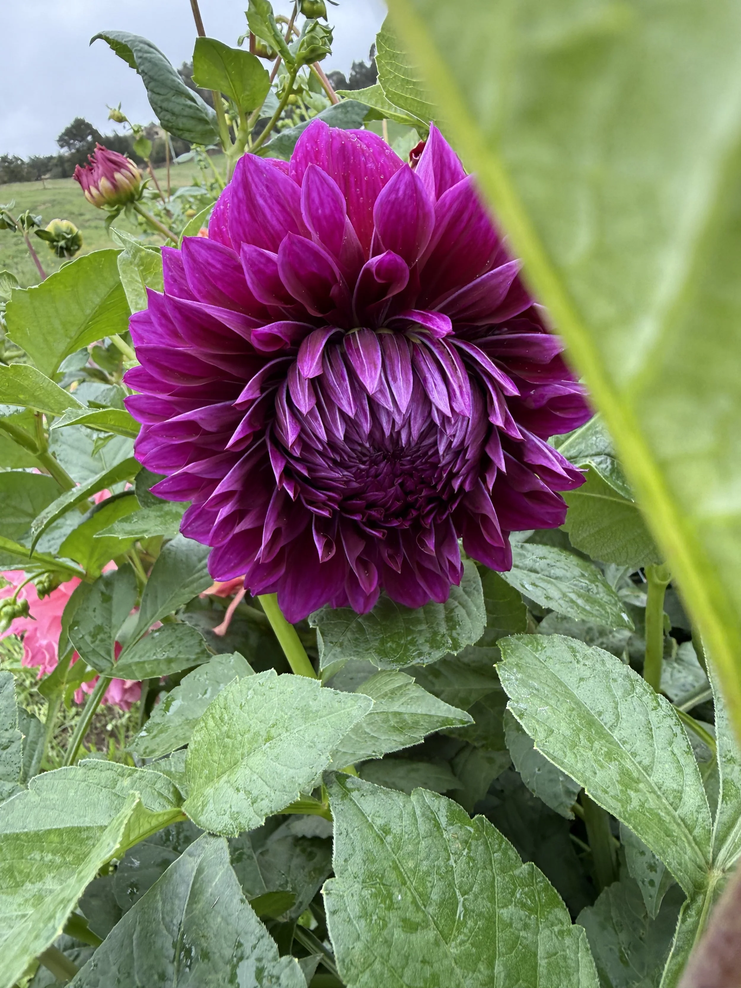 IMG_4674.jpeg