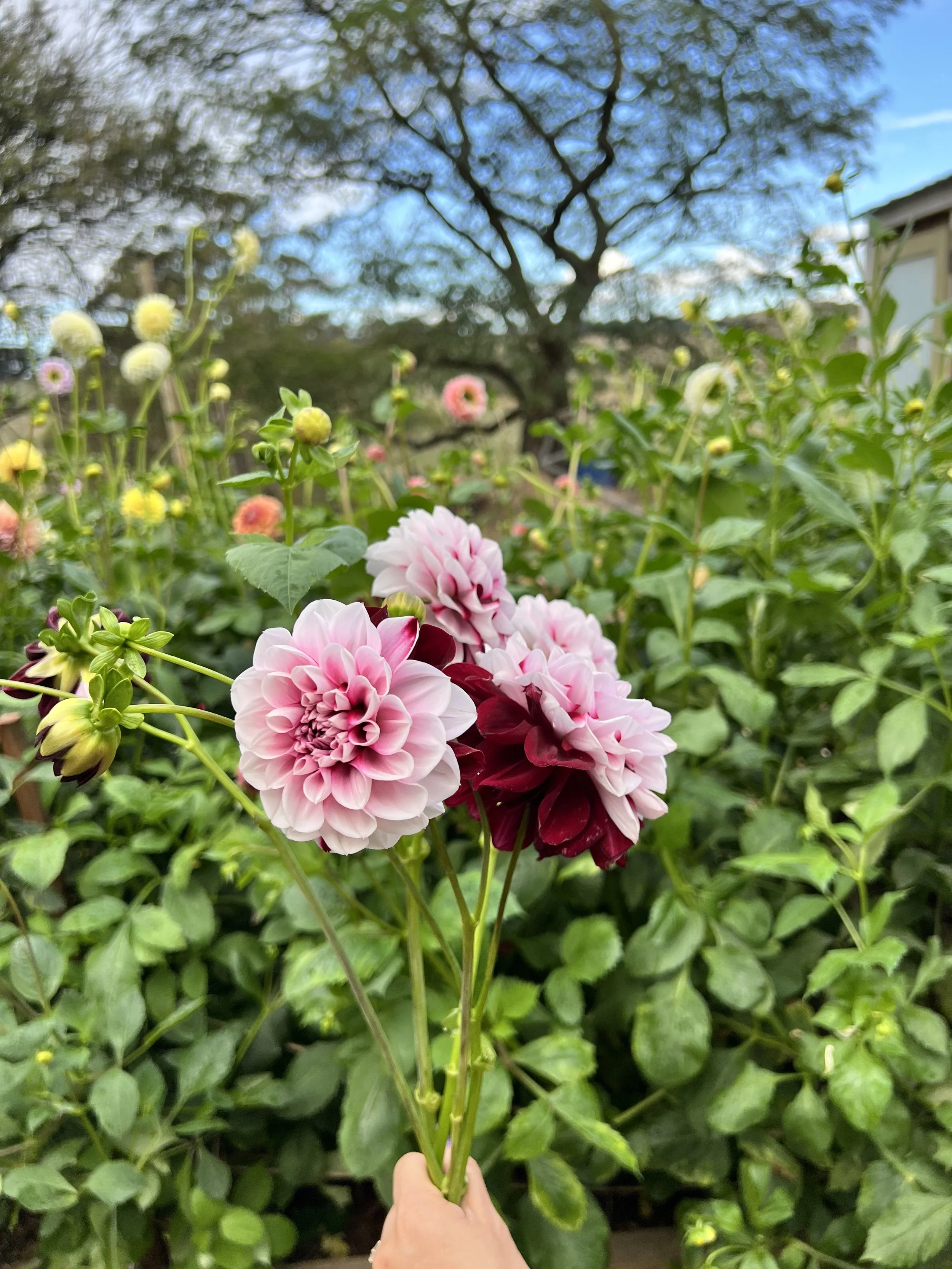 IMG_8346.jpeg