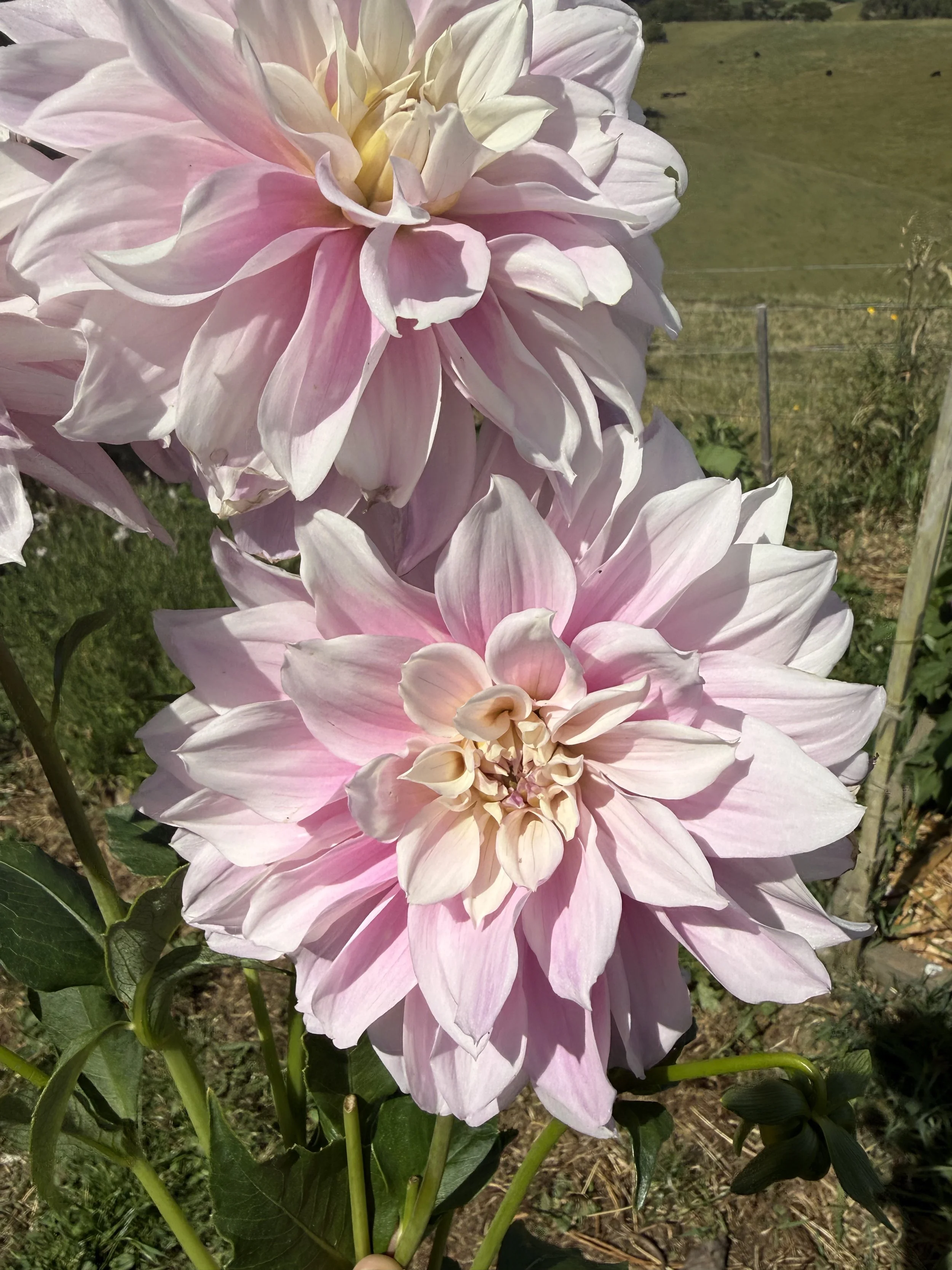 IMG_3033.jpeg